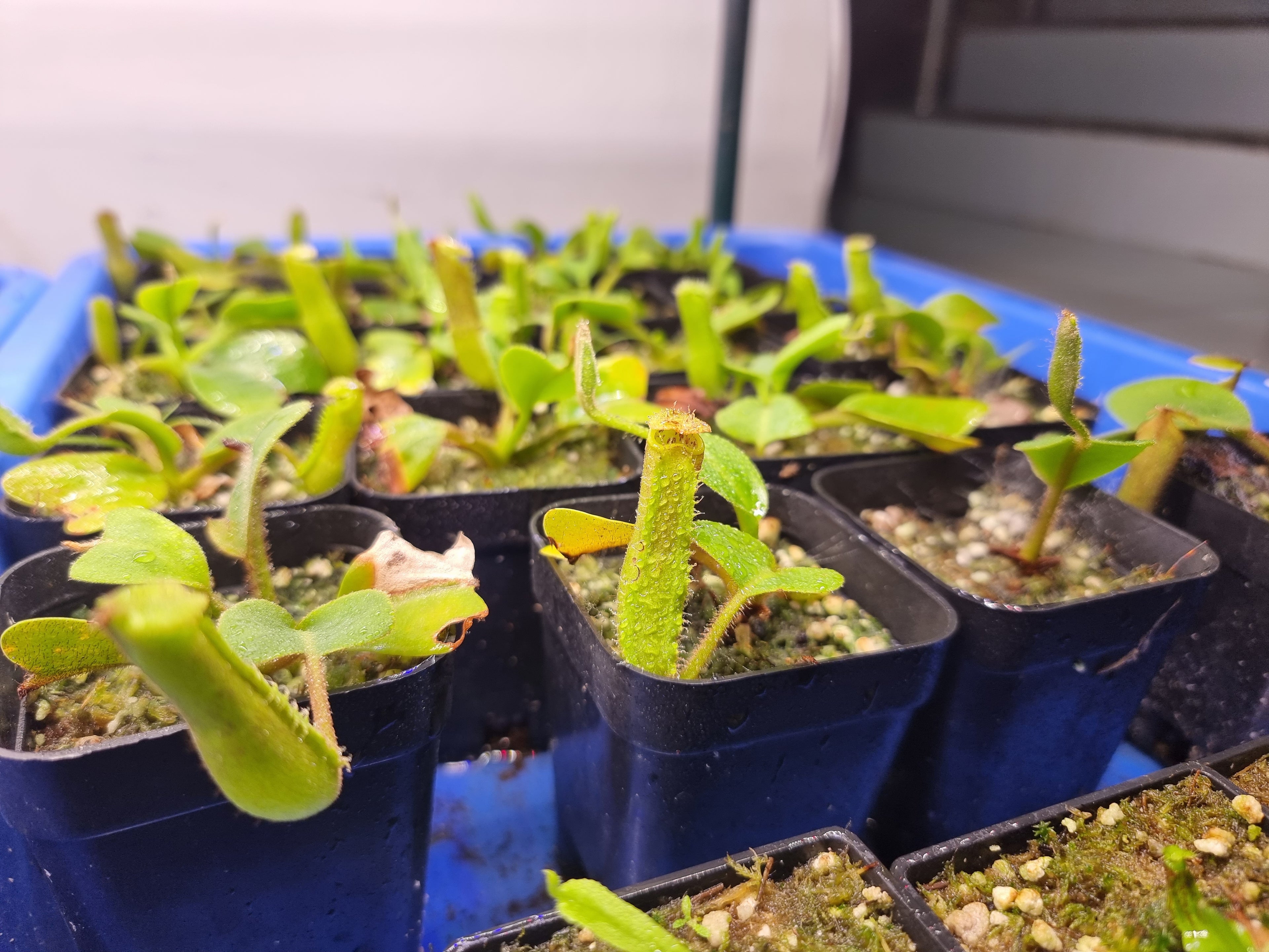 Nepenthes truncata (small)