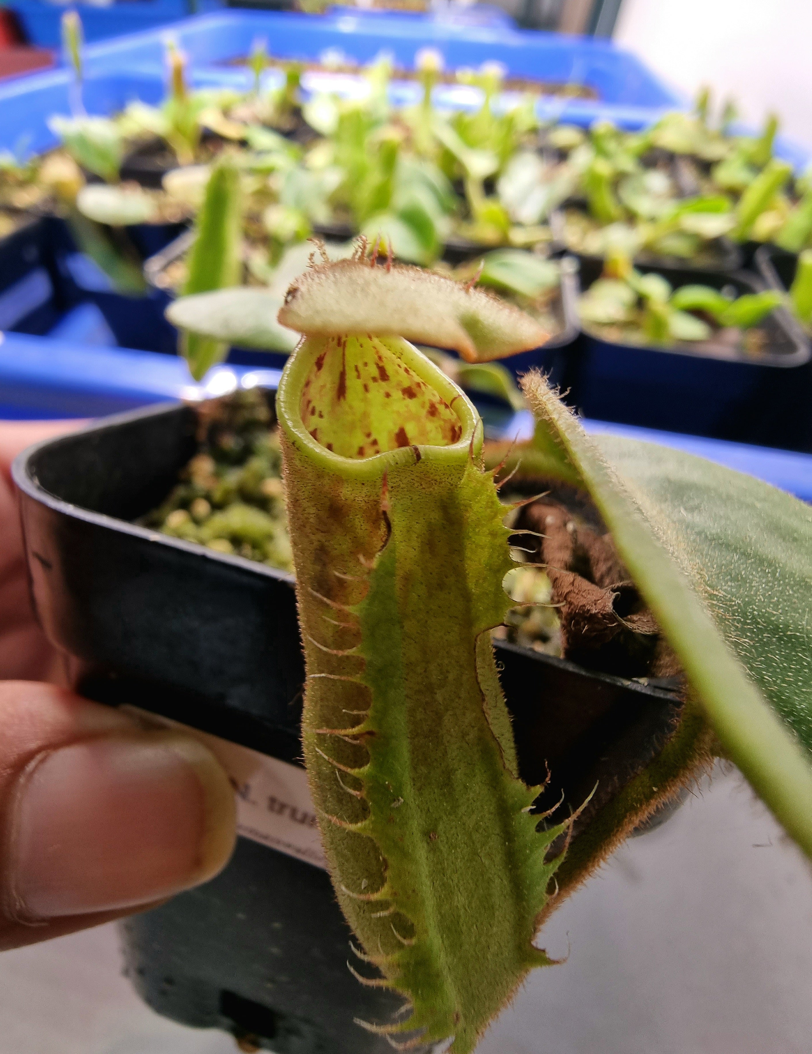 Nepenthes truncata (small)