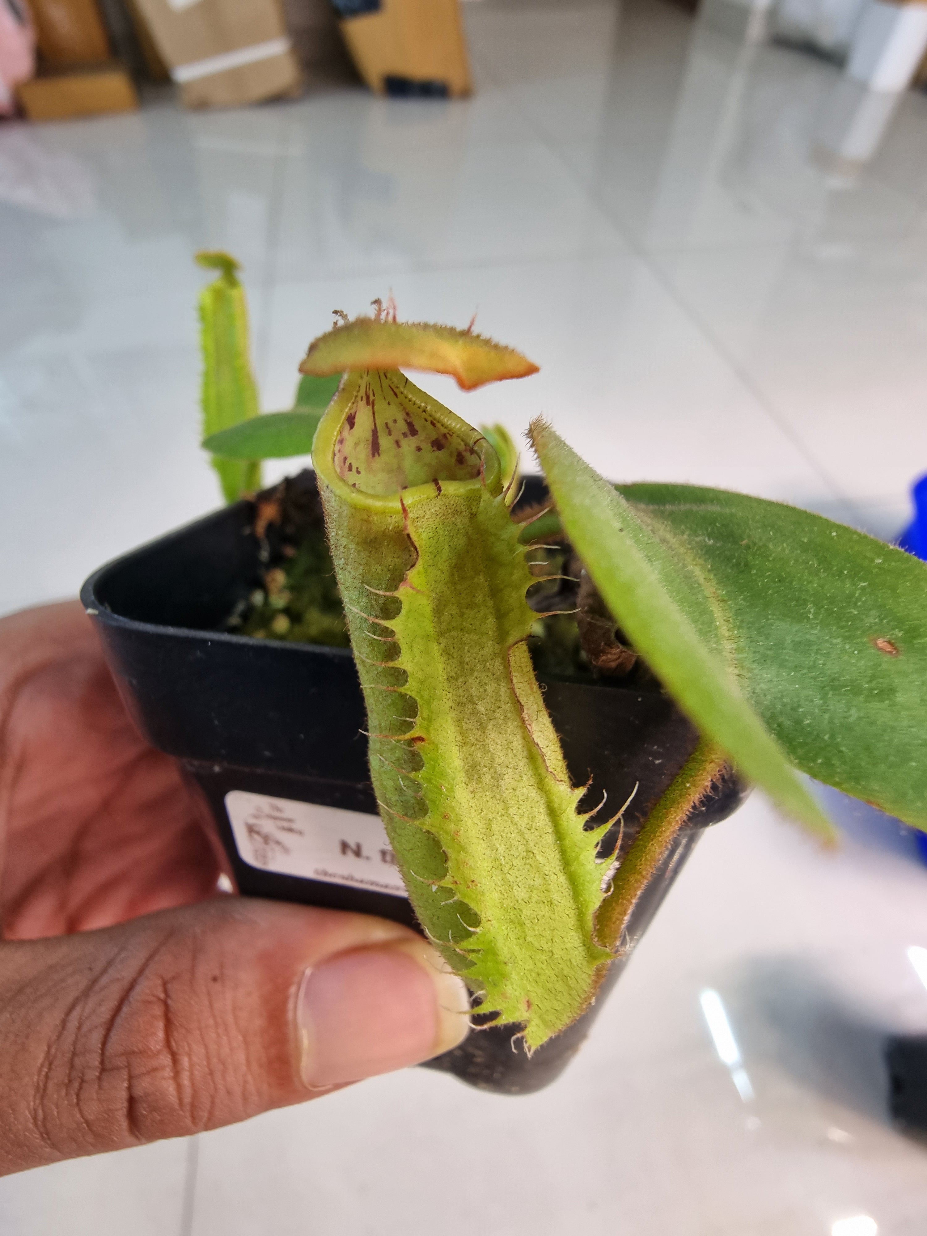Nepenthes truncata (small)