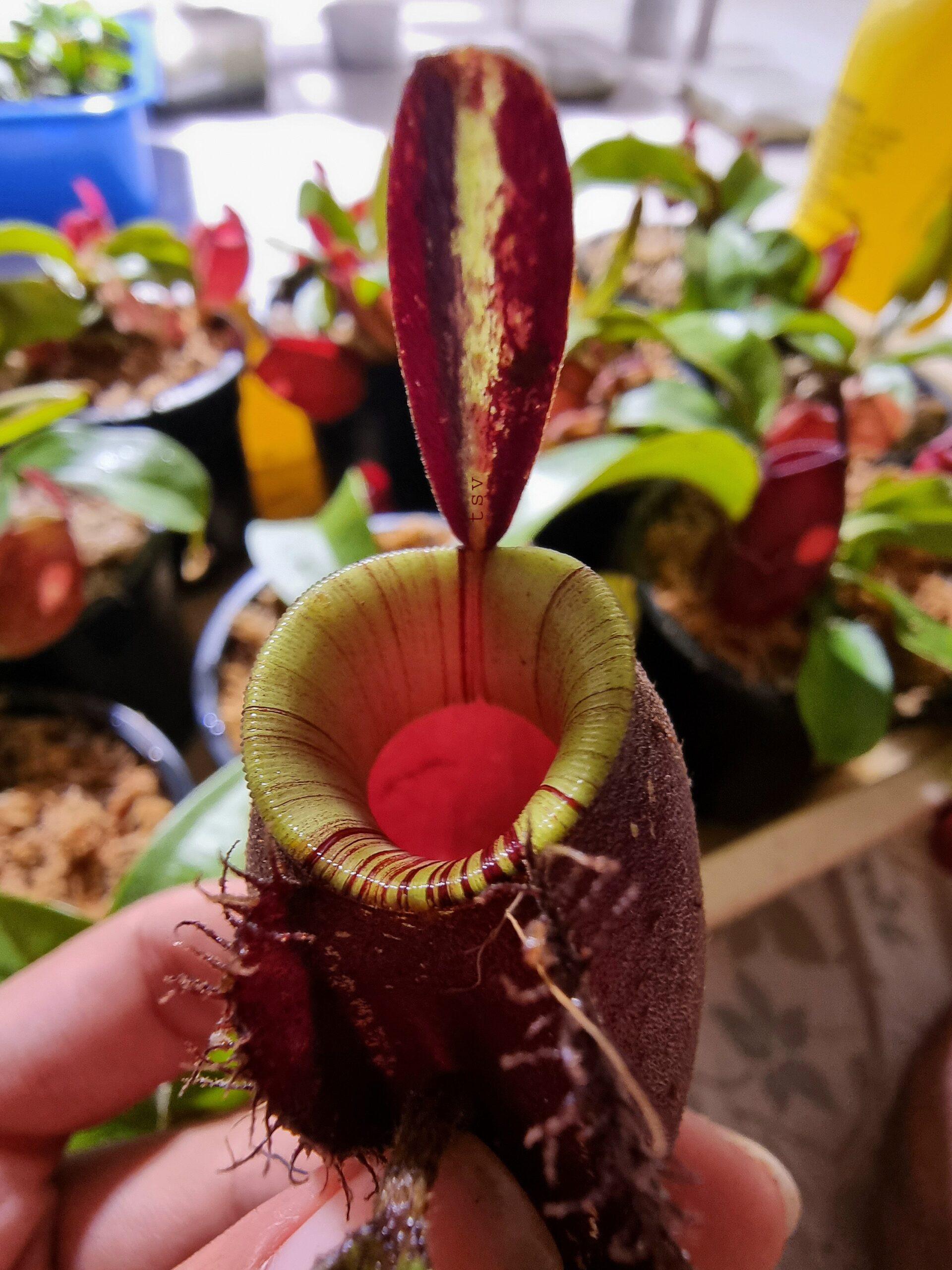 Nepenthes ampullaria Green red lip x black
