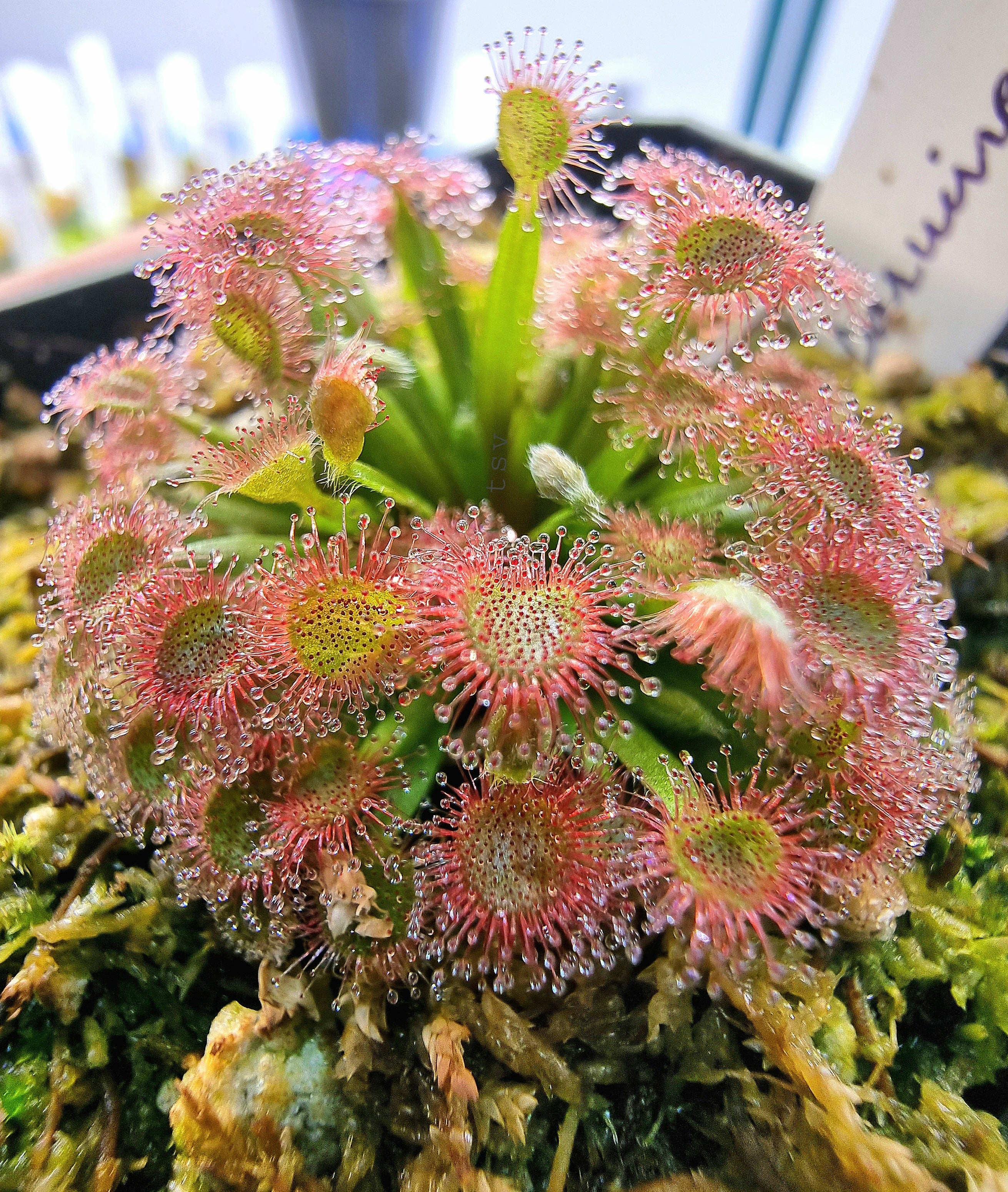 Drosera darwinensis