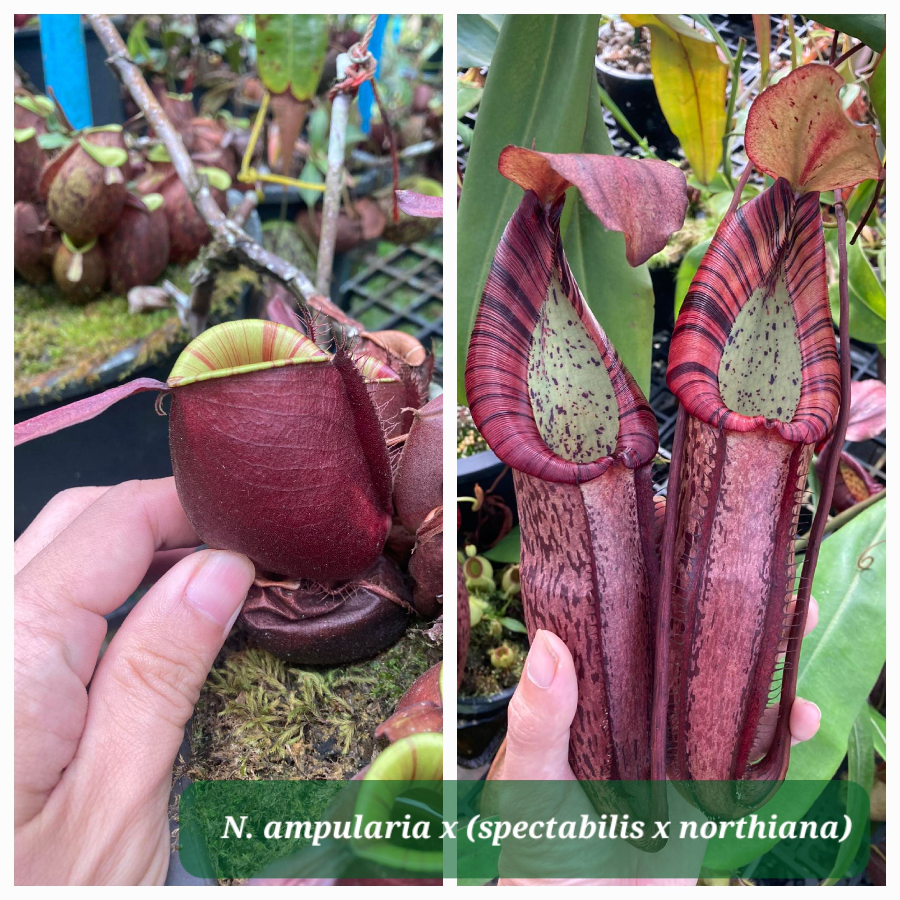 Nepenthes ampullaria x (spectabilis x northiana)