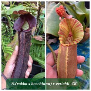 Nepenthes (rokko x boschiana) x vetichii CK