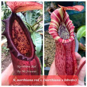 N.northiana x (northiana x LVBVMV)