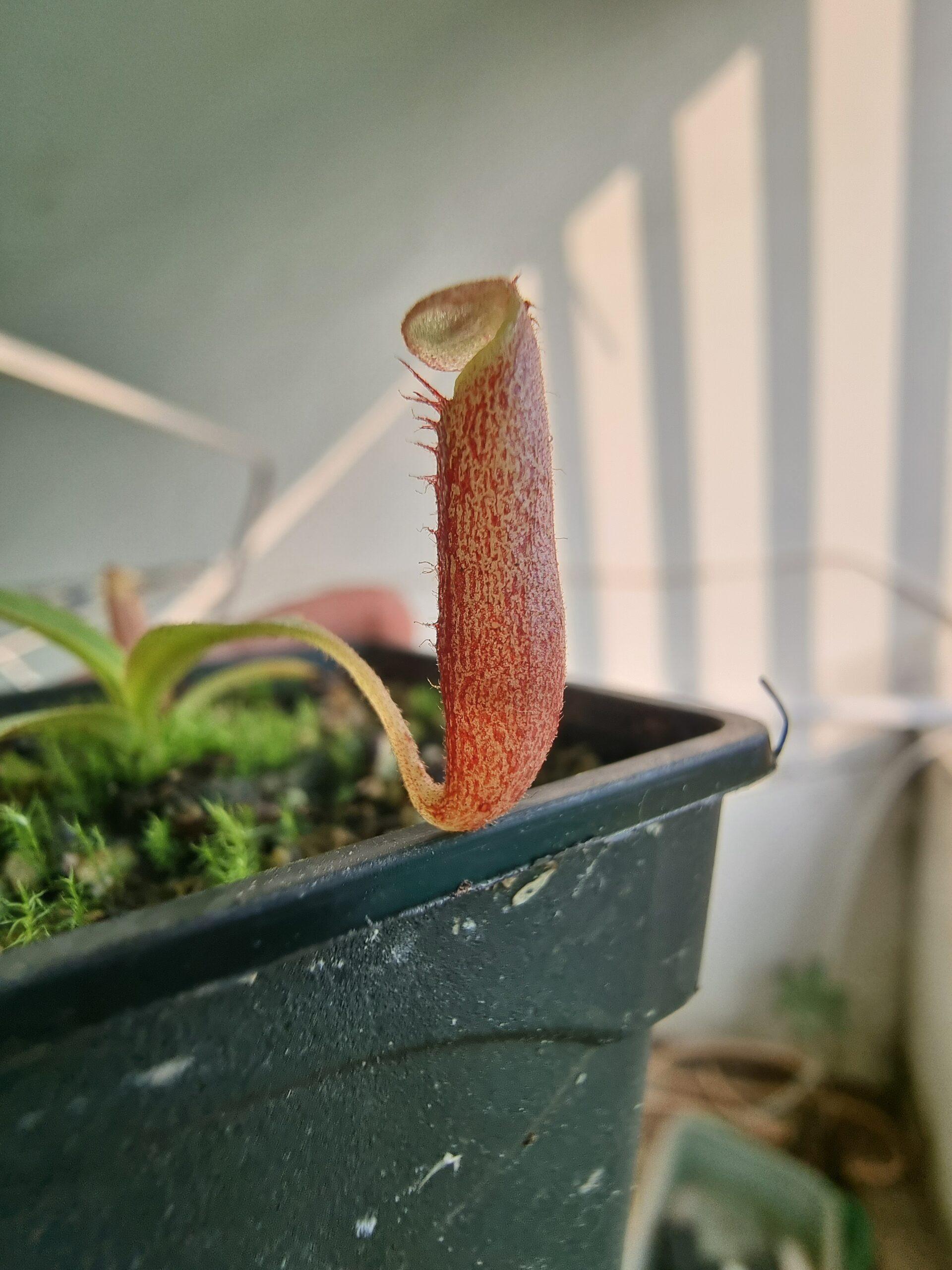 Nepenthes glandulifera x leonardoi
