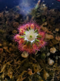 Drosera roseana (pygmea)