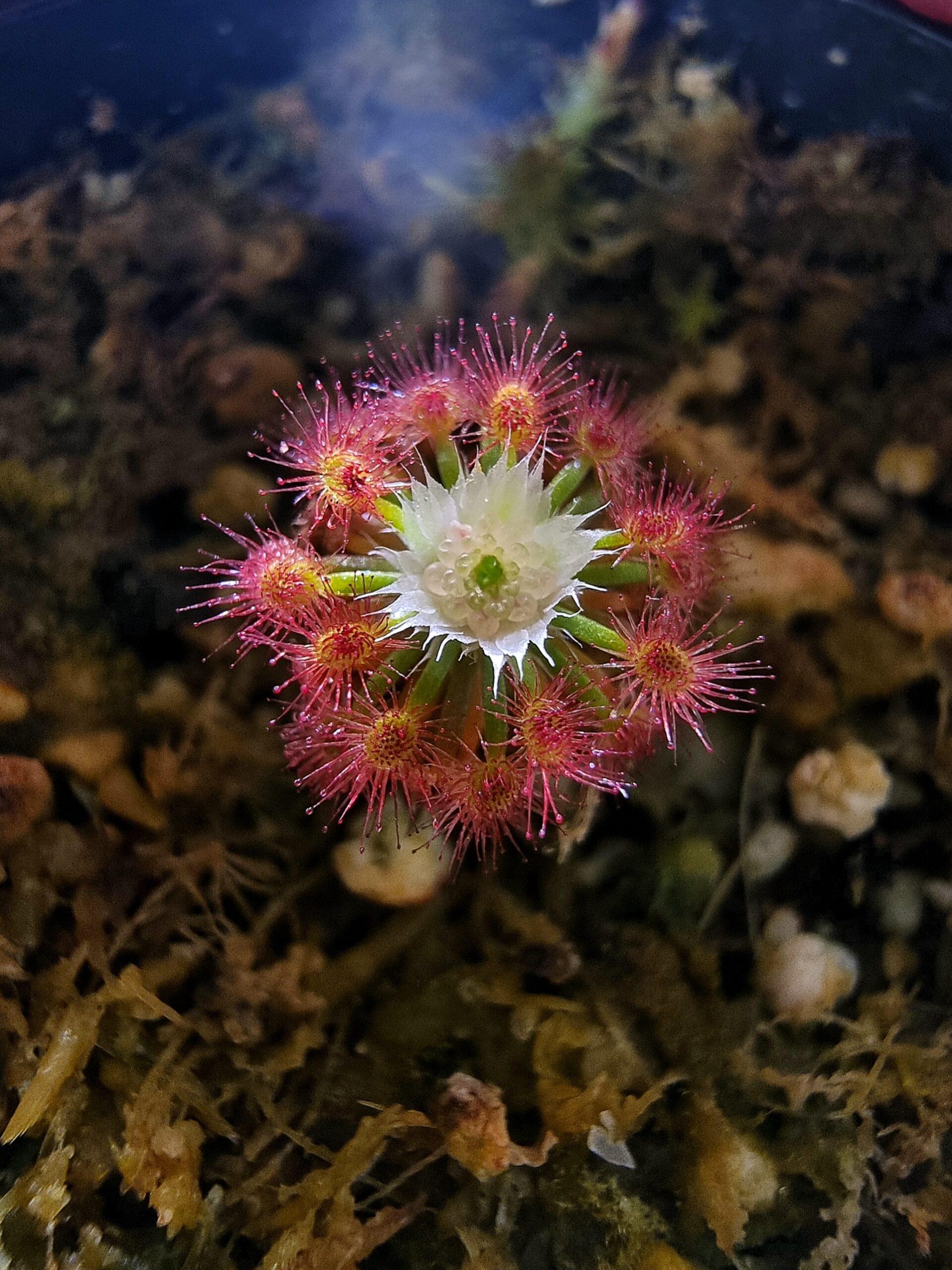 Drosera roseana (pygmea)