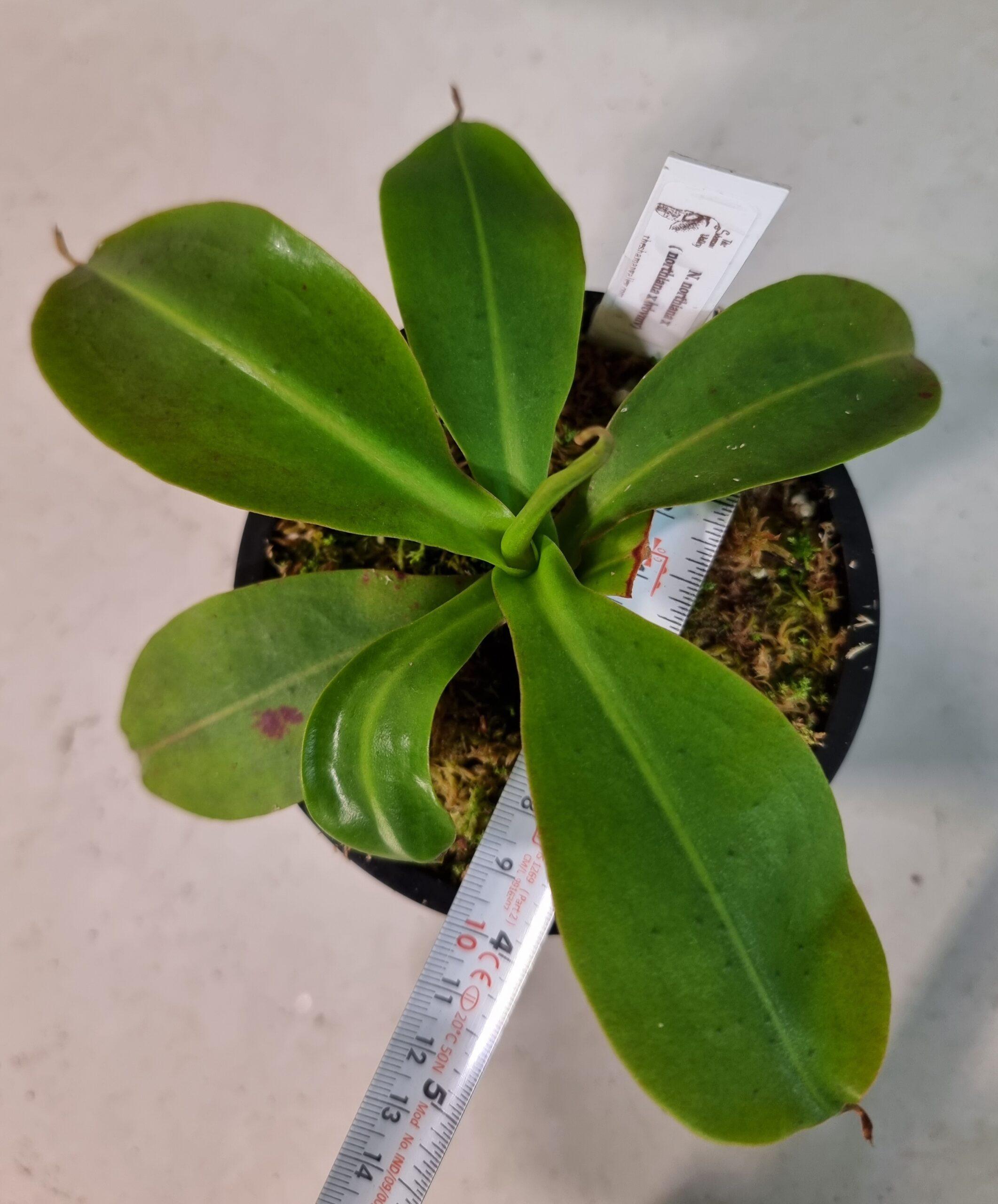 N.northiana x (northiana x LVBVMV)