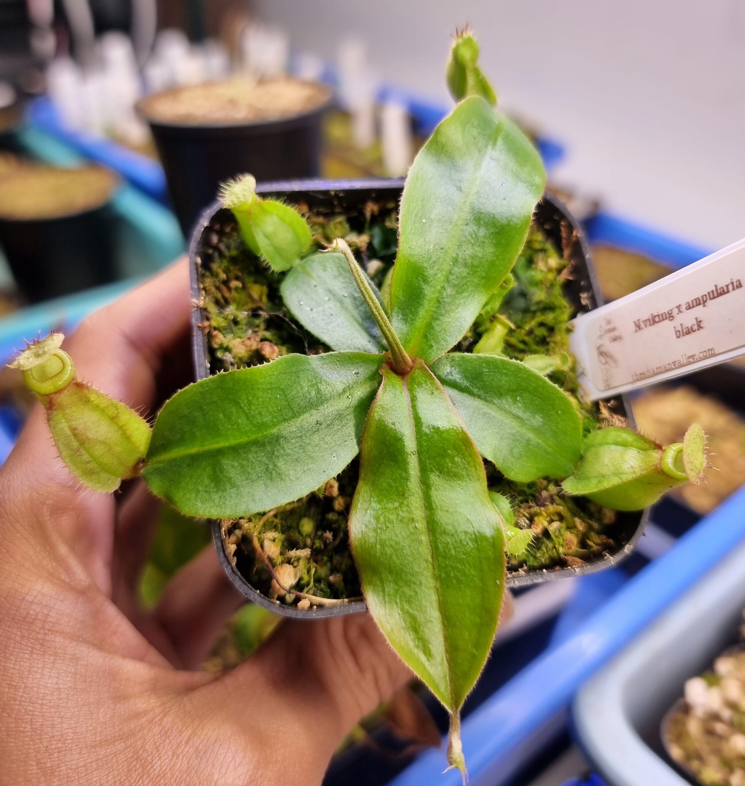 Nepenthes viking x ampullaria black