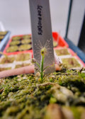 Drosera scorpidoes