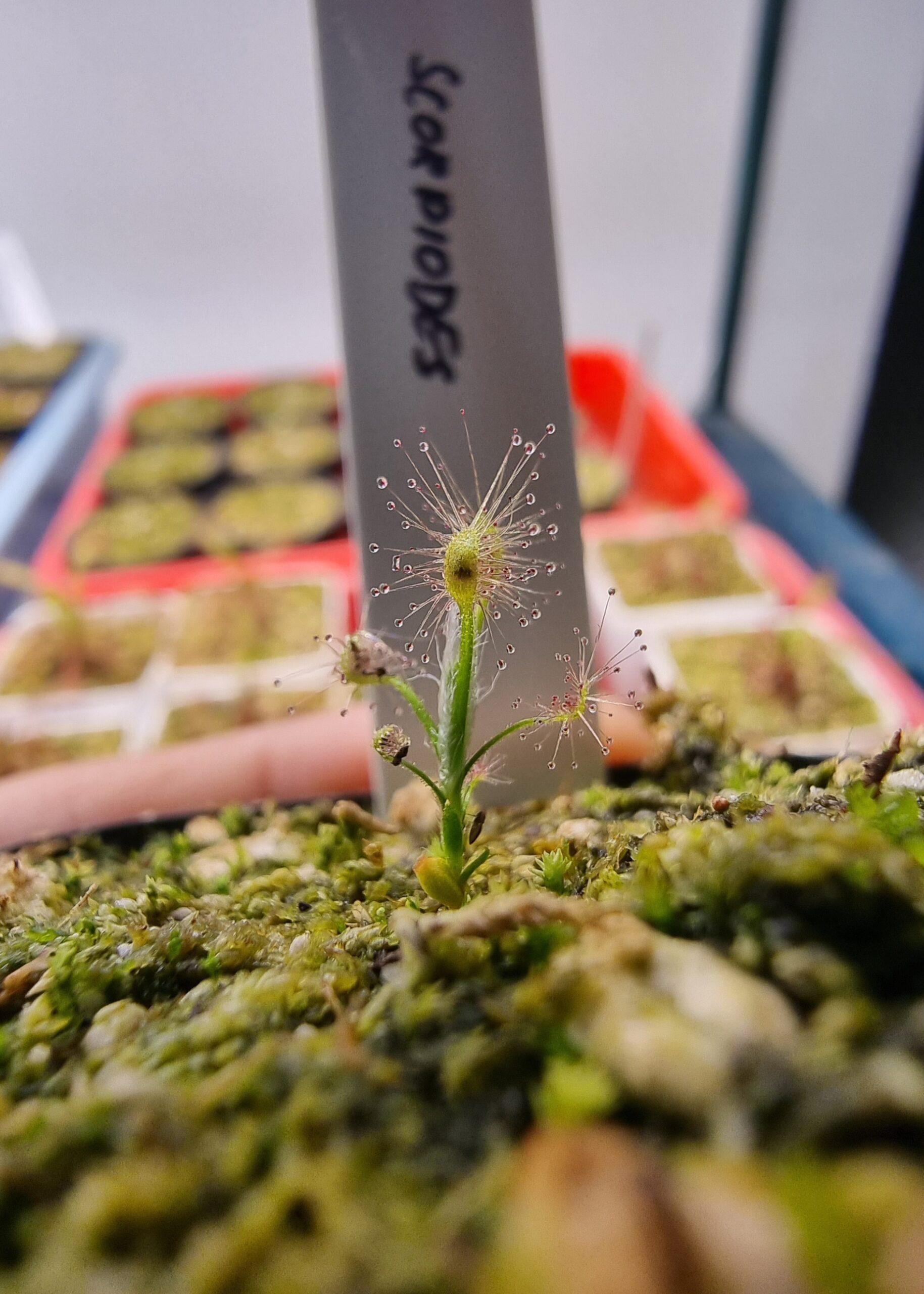 Drosera scorpidoes