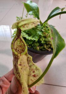 Nepenthes rafflesiana