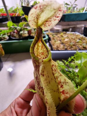 Nepenthes rafflesiana