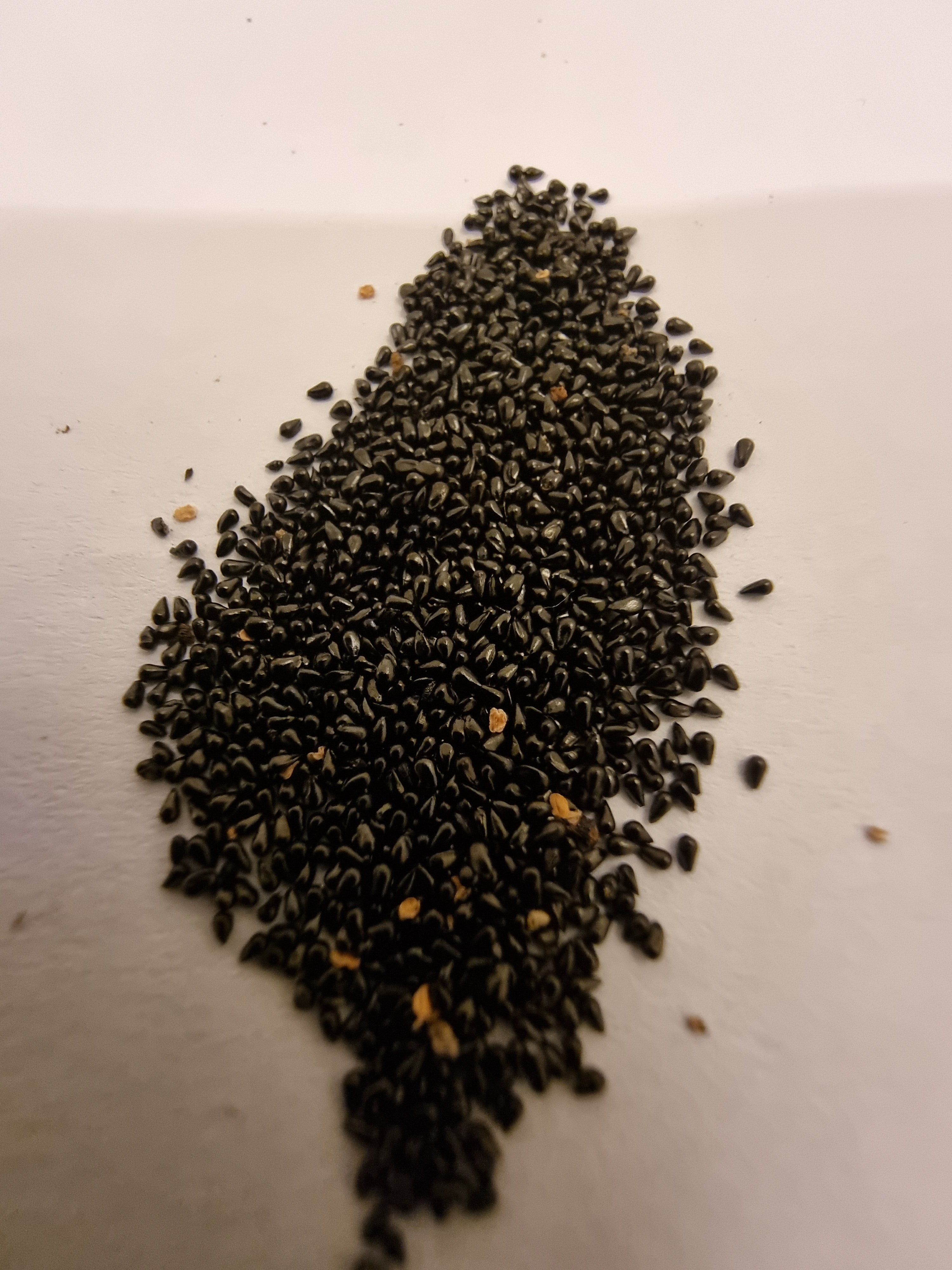 Venus Flytrap Seeds (15x) Germinaton guide included