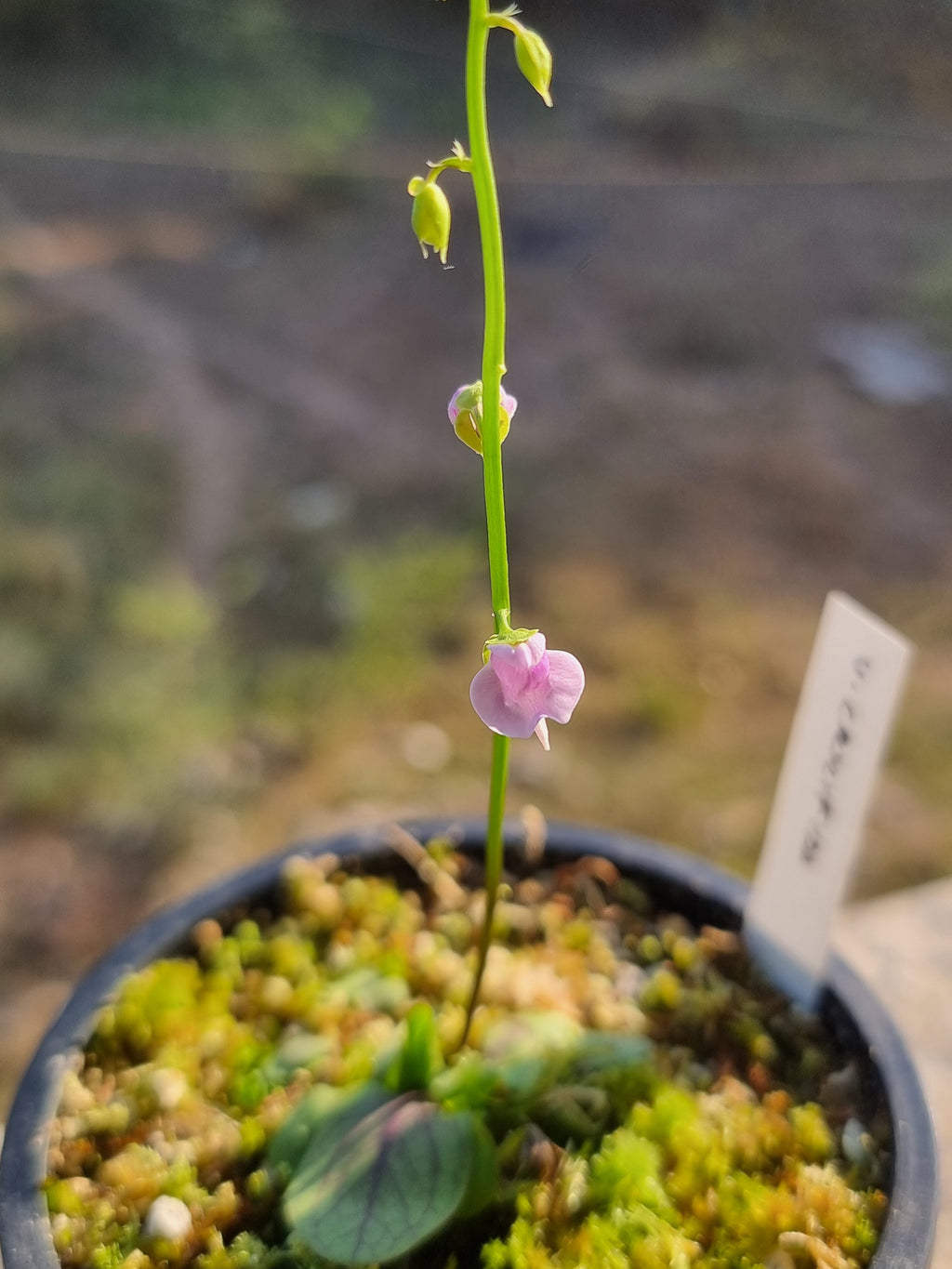 Utricularia calycifida 'Gran Sabana'