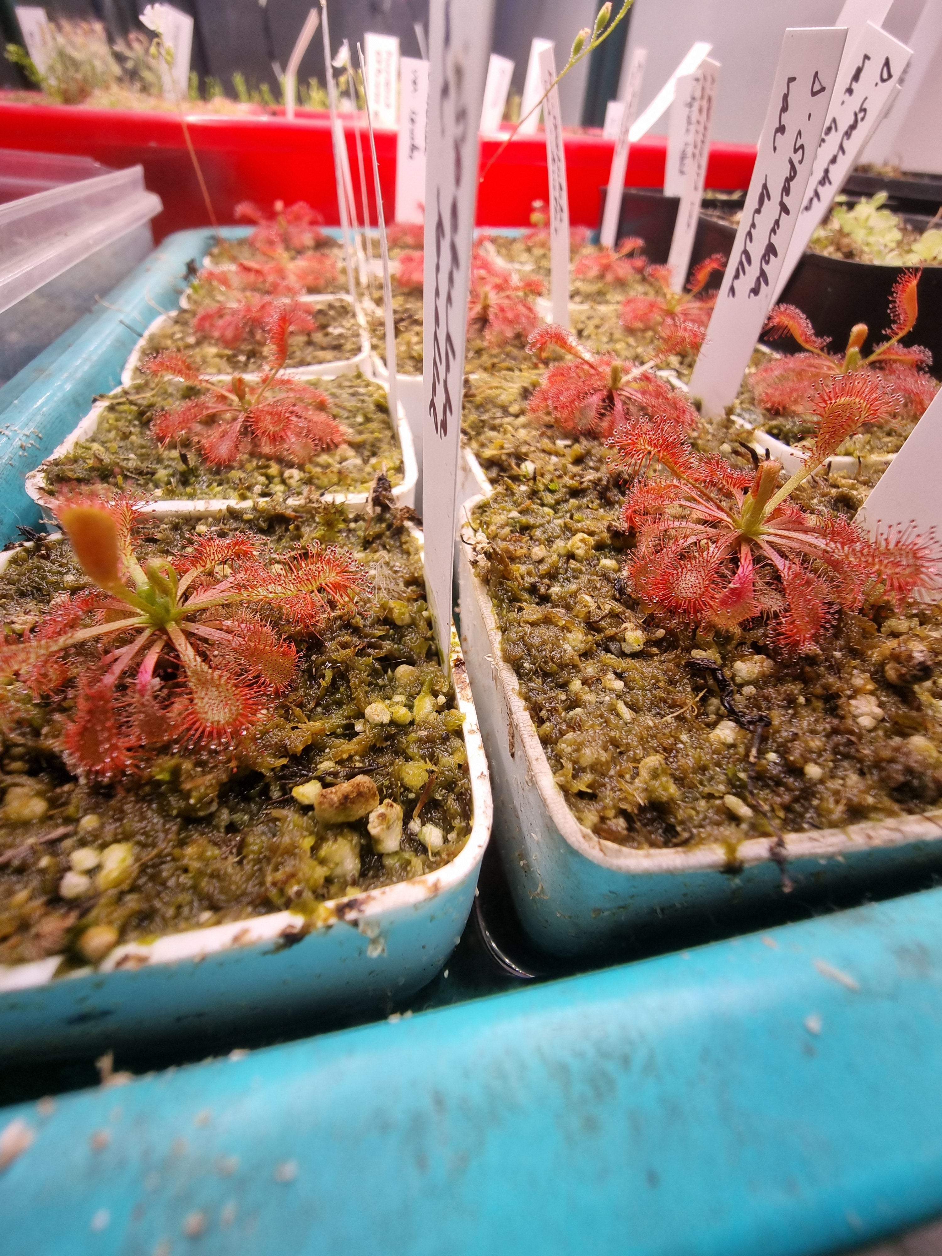 Drosera spatulata var. lovellae