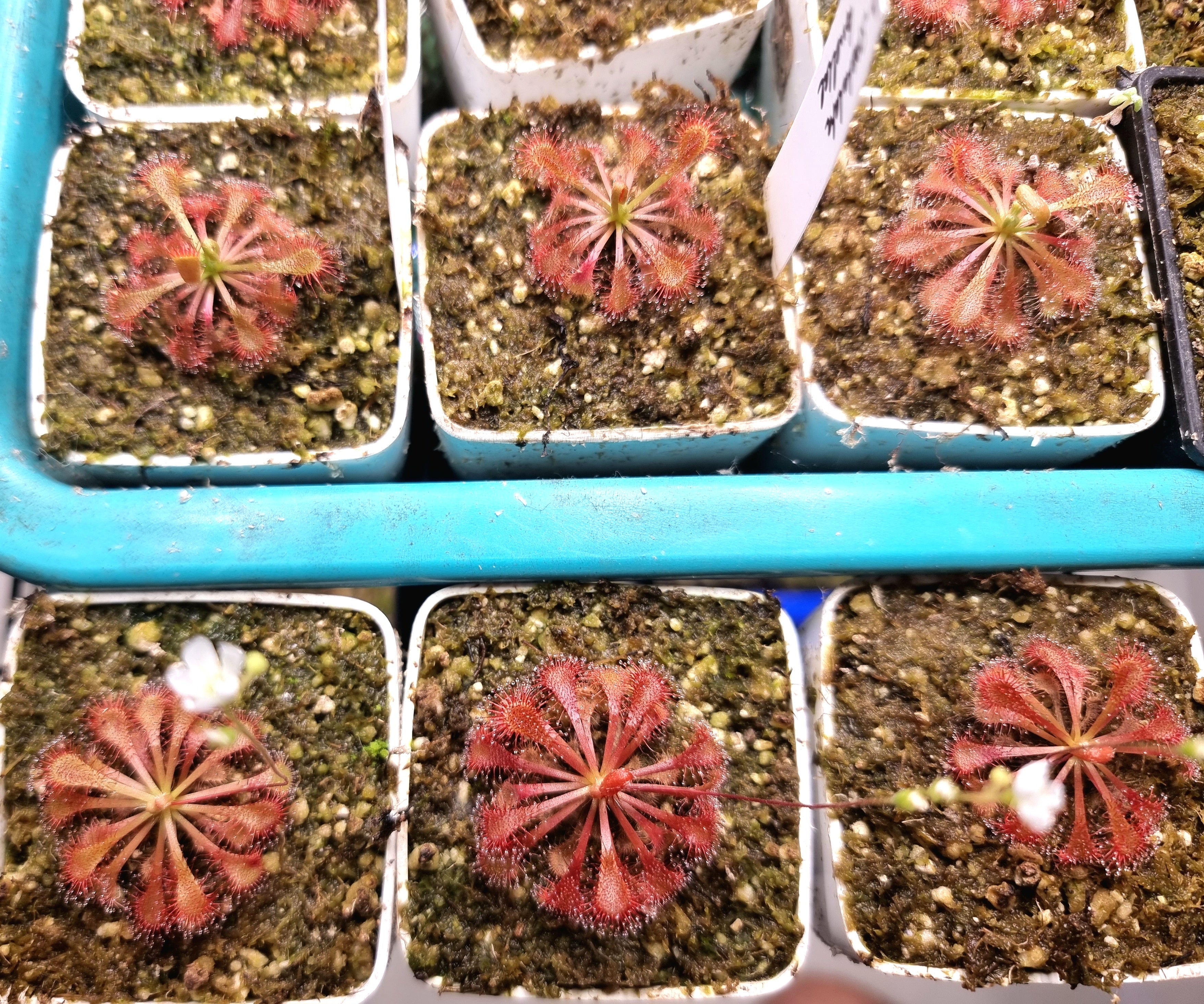 Drosera spatulata var. lovellae