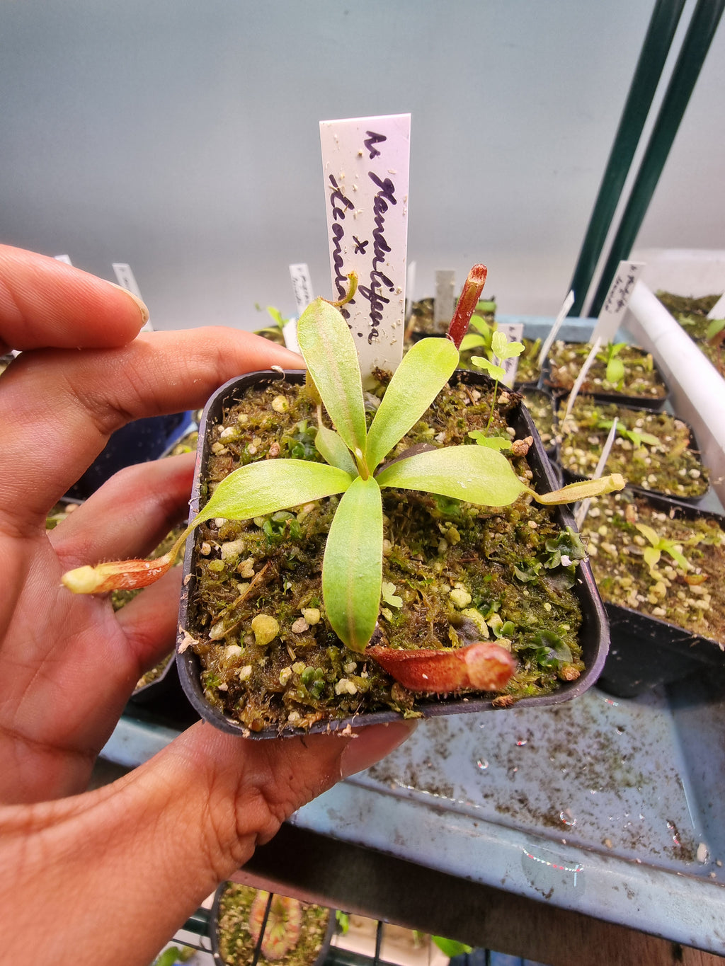 Nepenthes glandulifera x leonardoi