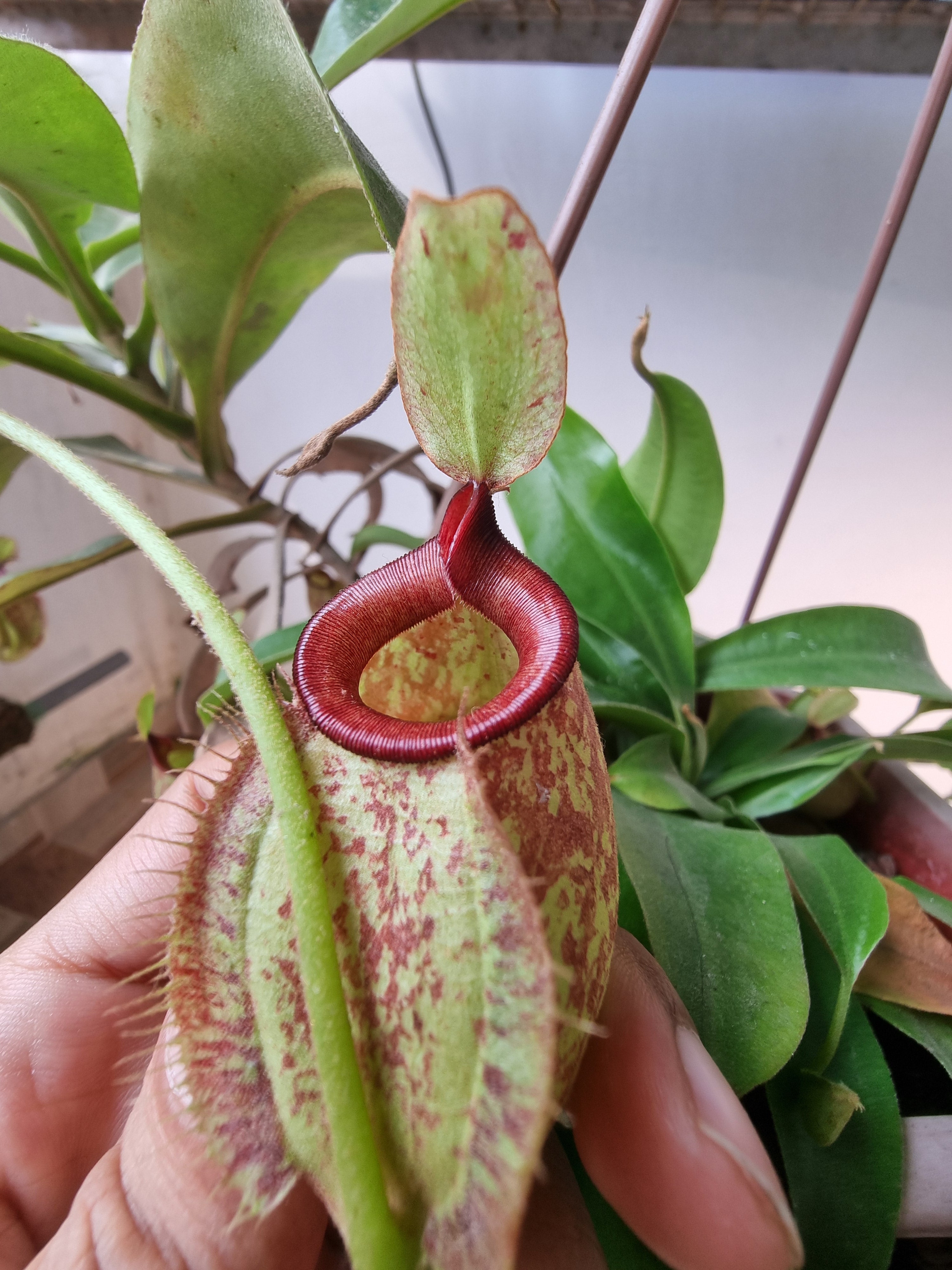 Nepenthes hookeriana