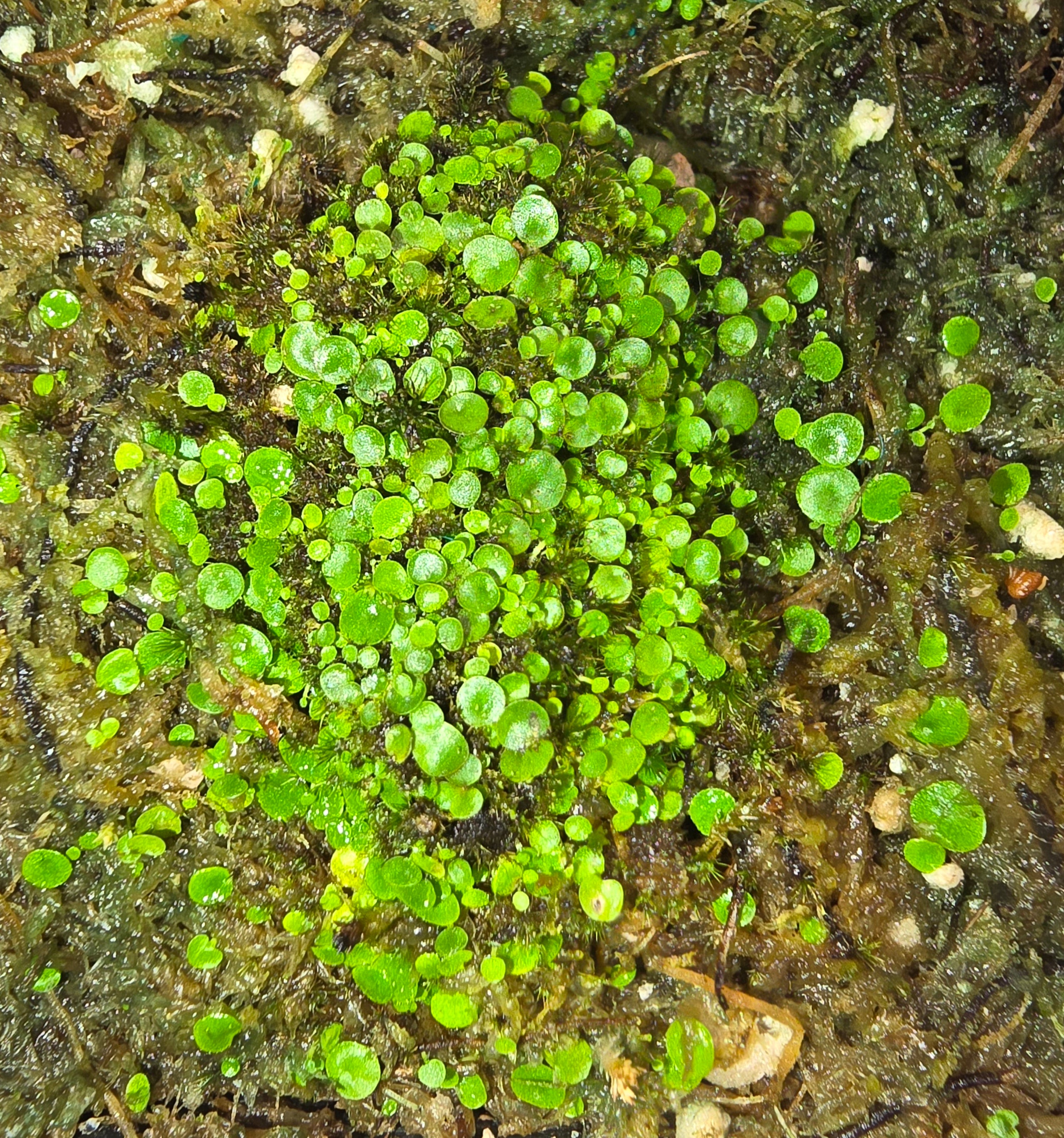 Utricularia pubescens