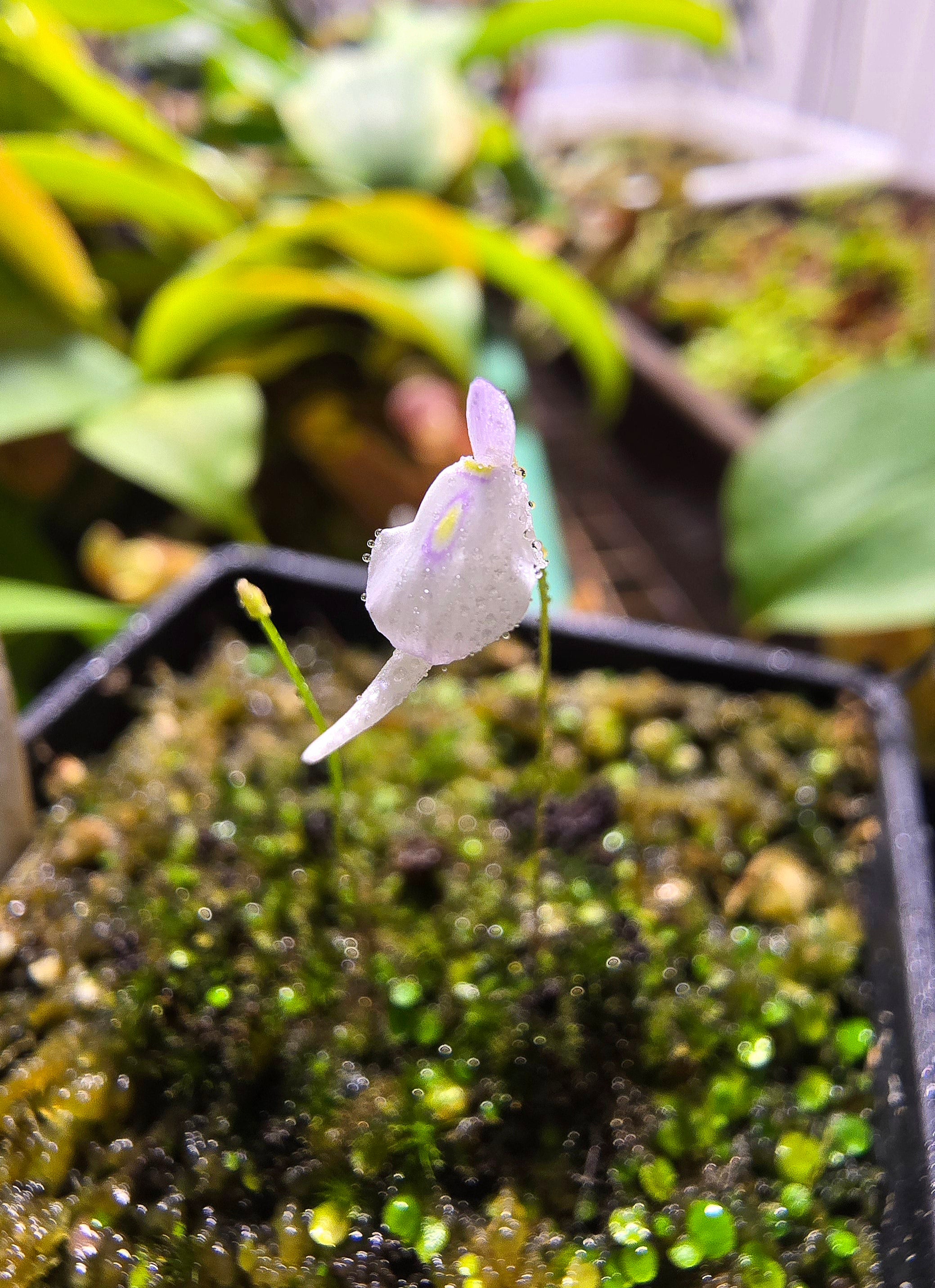 Utricularia pubescens