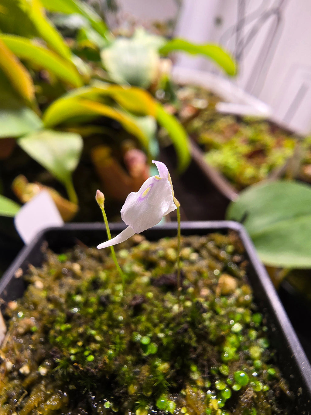 Utricularia pubescens