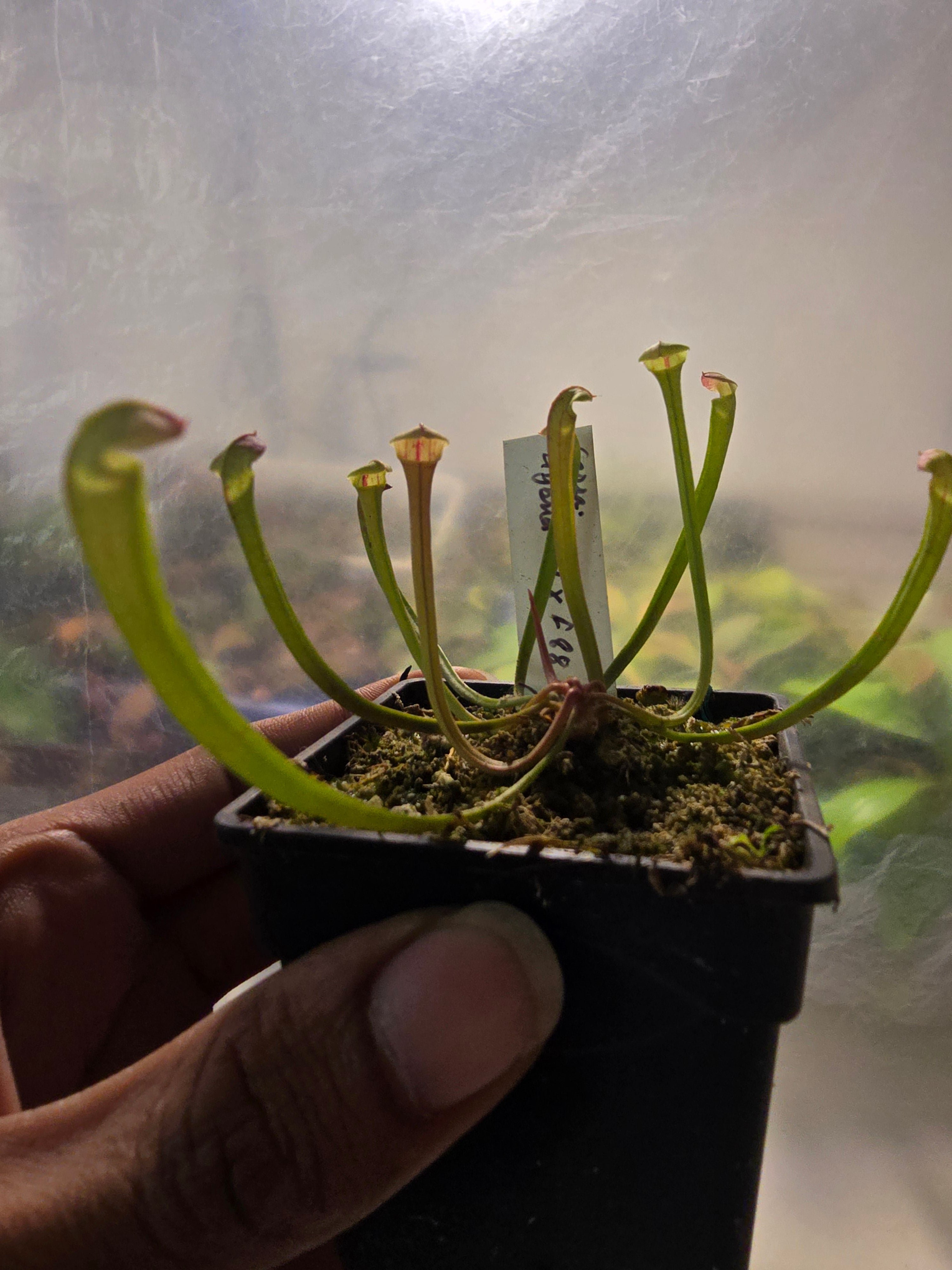 Sarracenia hybrid 01 x f88MK #06