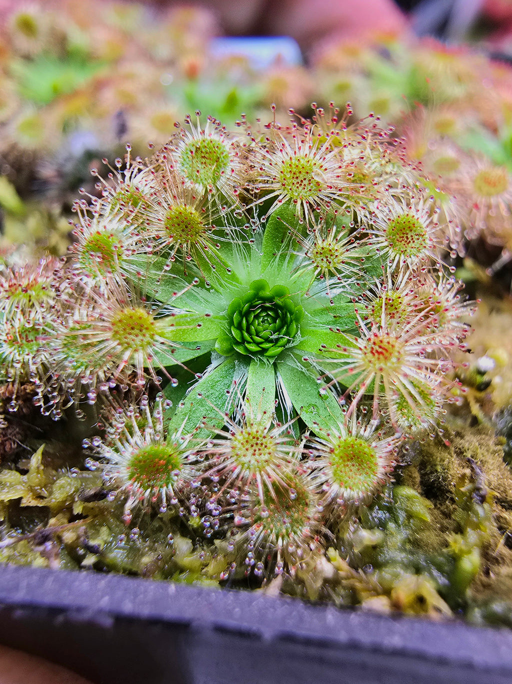 Drosera pulchella 'scott river' (orange flower)