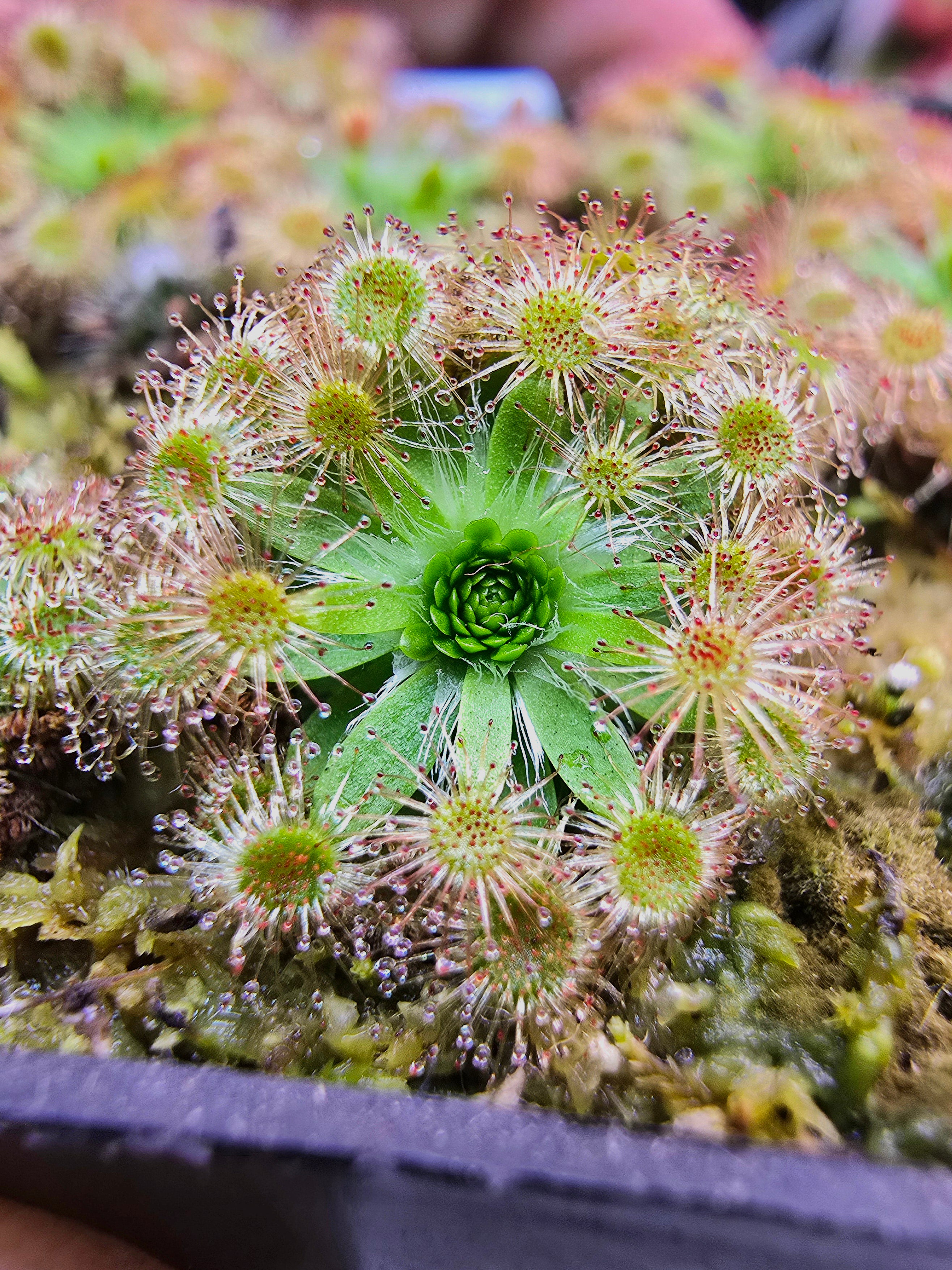 Drosera pulchella 'scott river' (orange flower)
