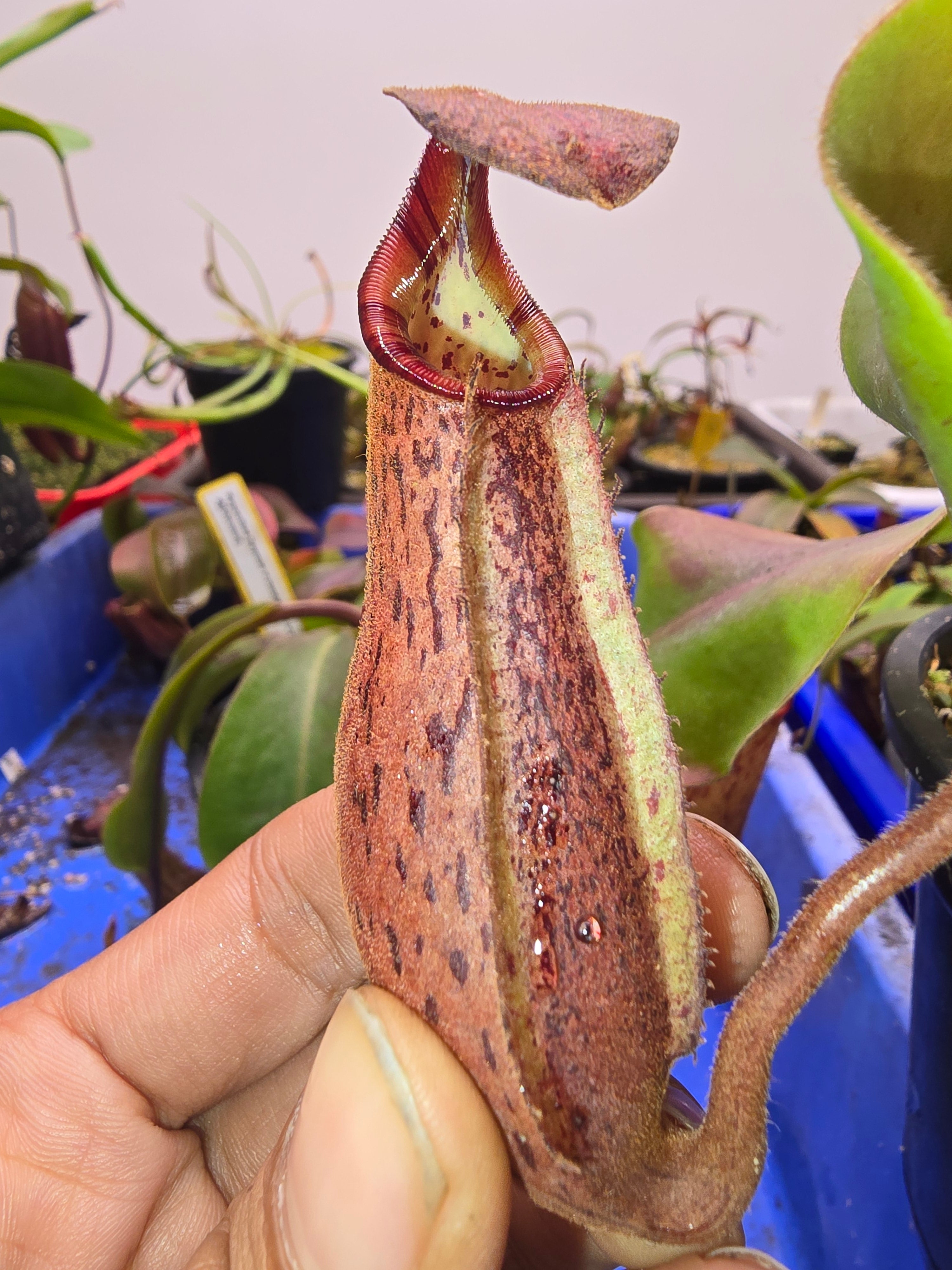 Nepenthes boschiana x veitchii candy bario