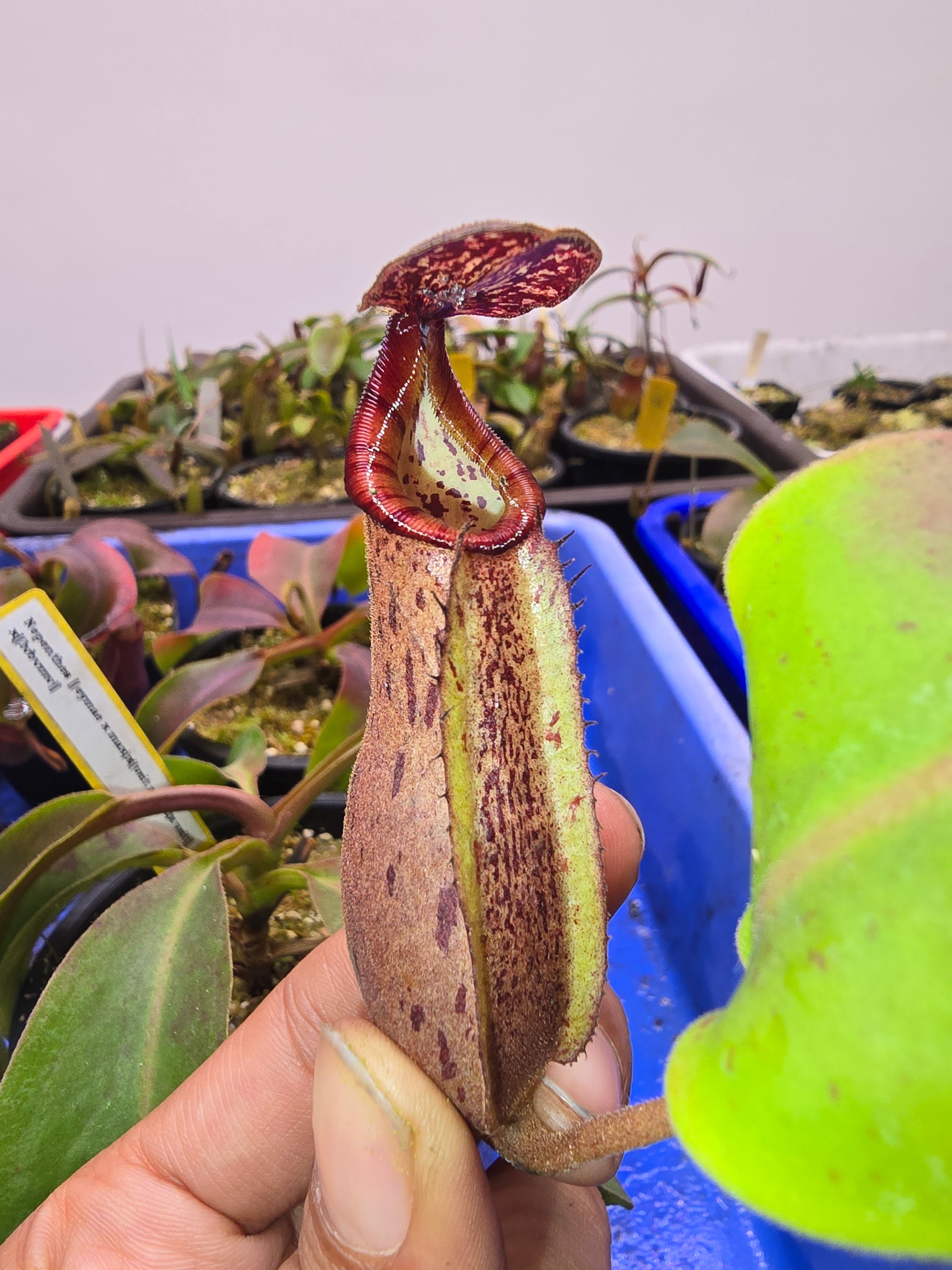 Nepenthes boschiana x veitchii candy bario – The Shaman Valley