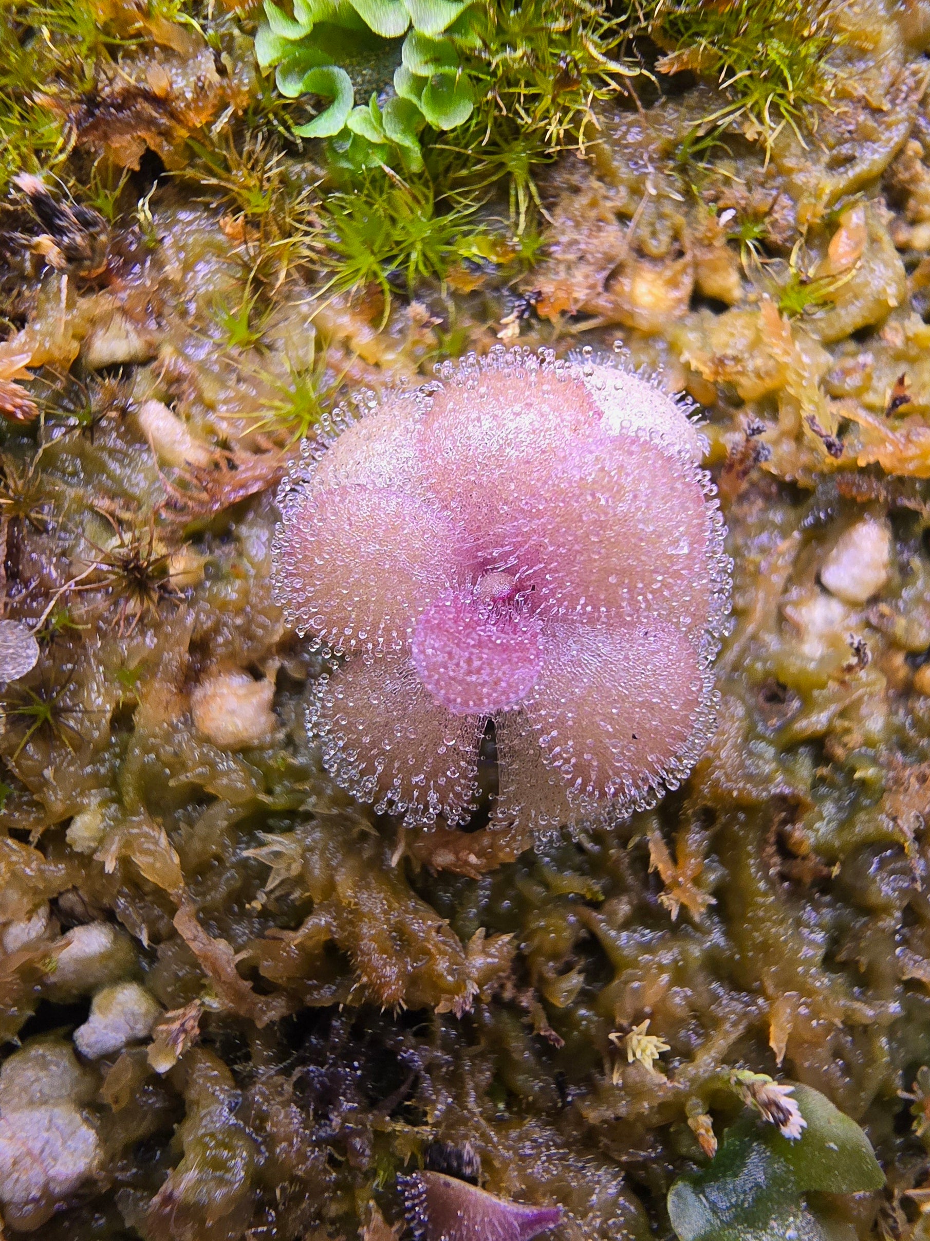 Pinguicula agnata unknown hybrid