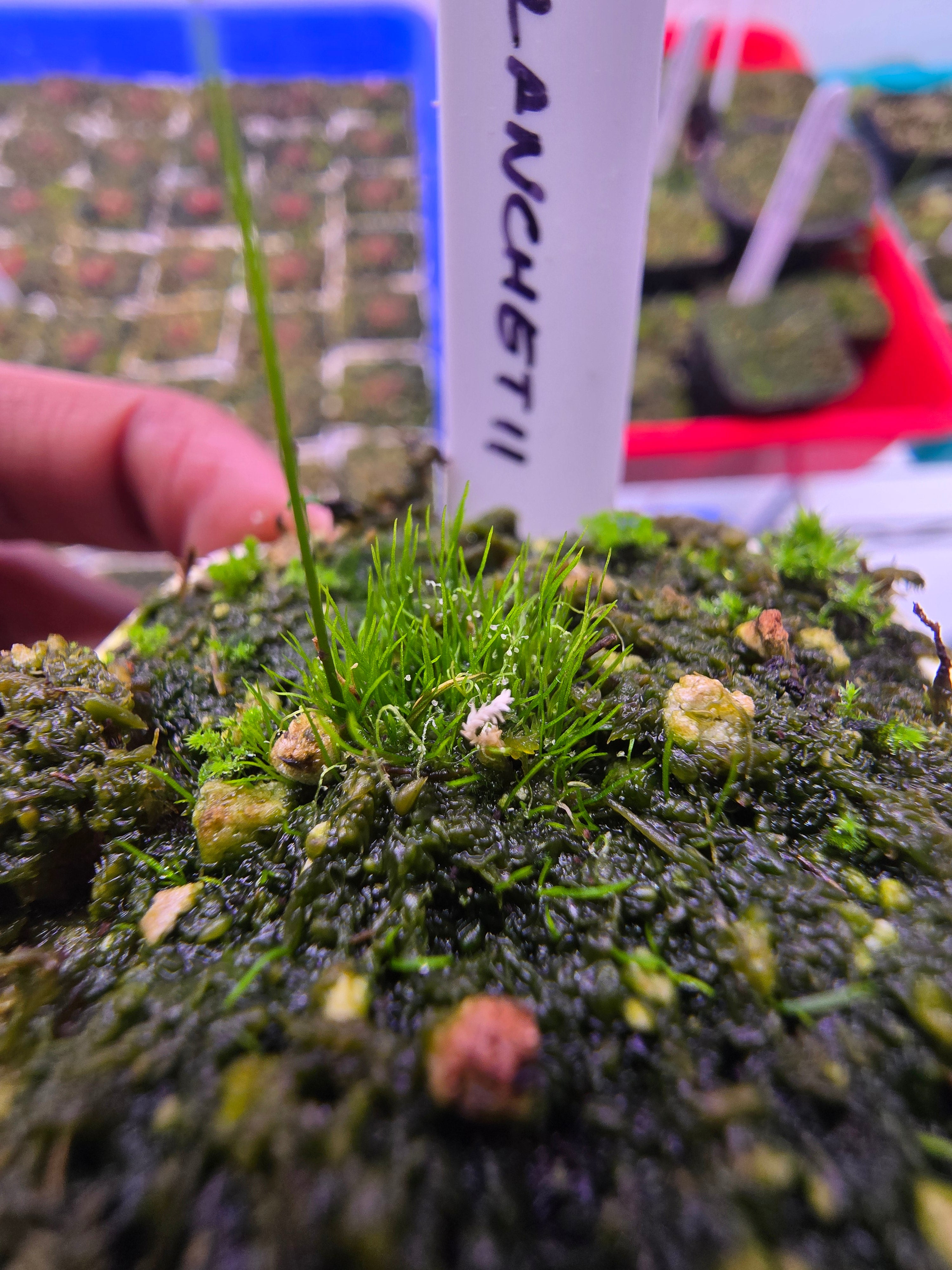 Utricularia blanchetii