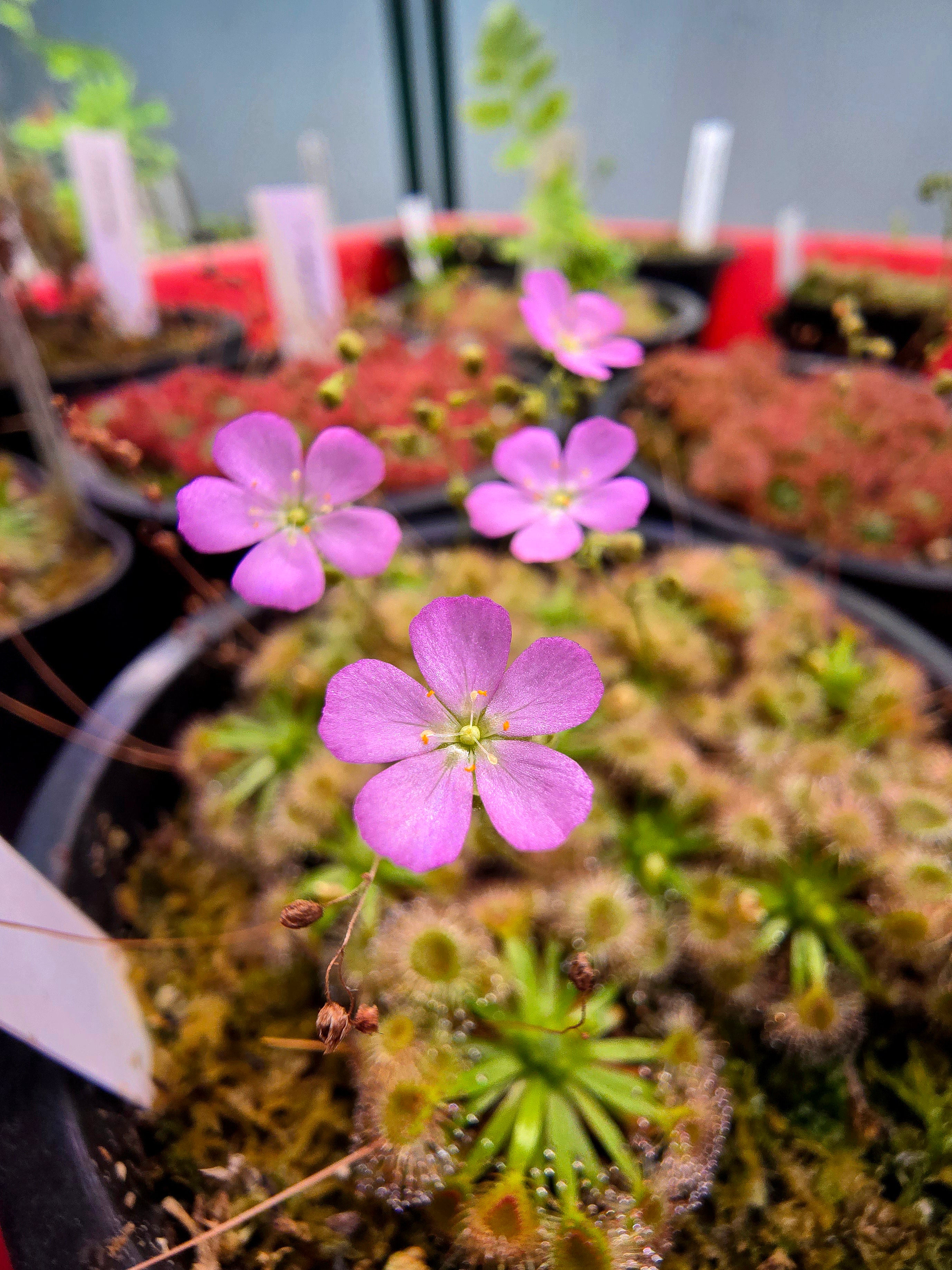 Drosera omissa x pulchella