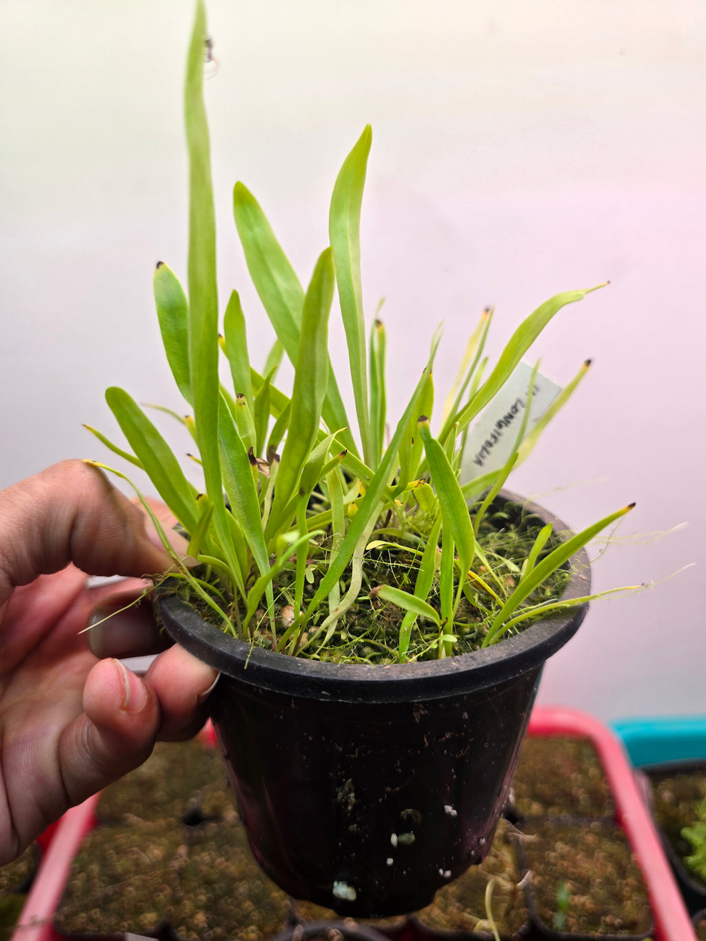 Utricularia longifolia