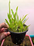Utricularia longifolia