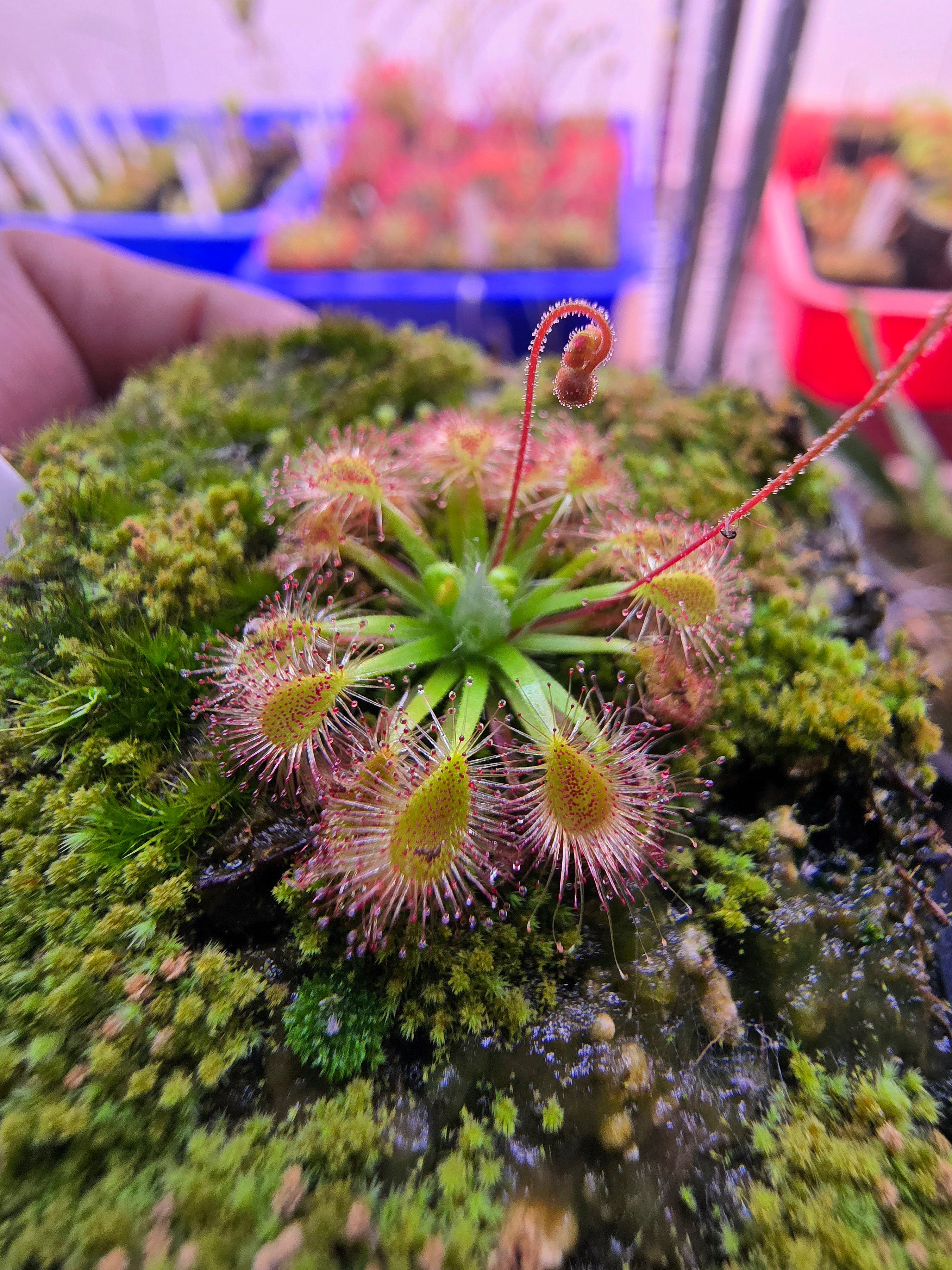 Drosera omissa x pulchella