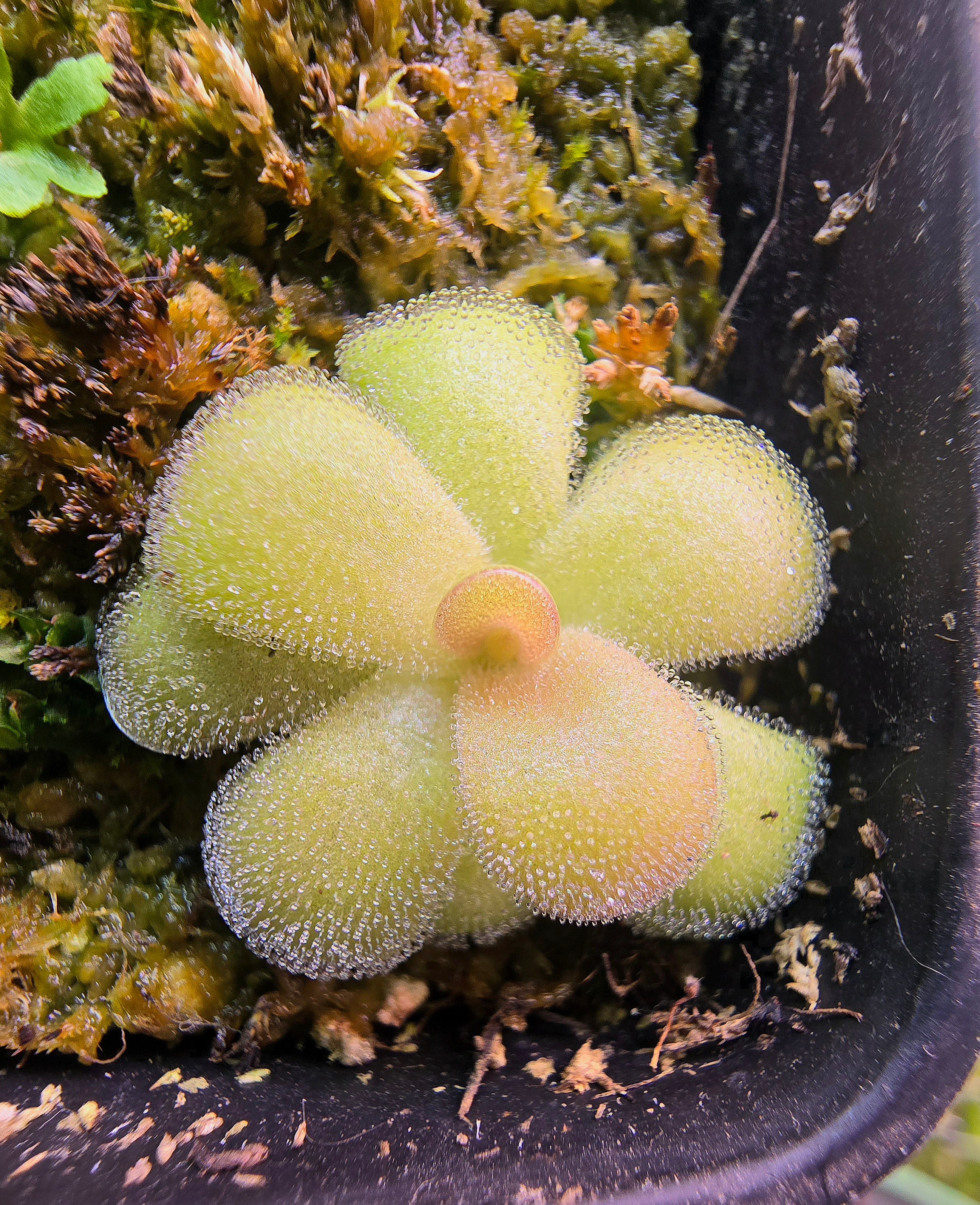 Pinguicula agnata unknown hybrid