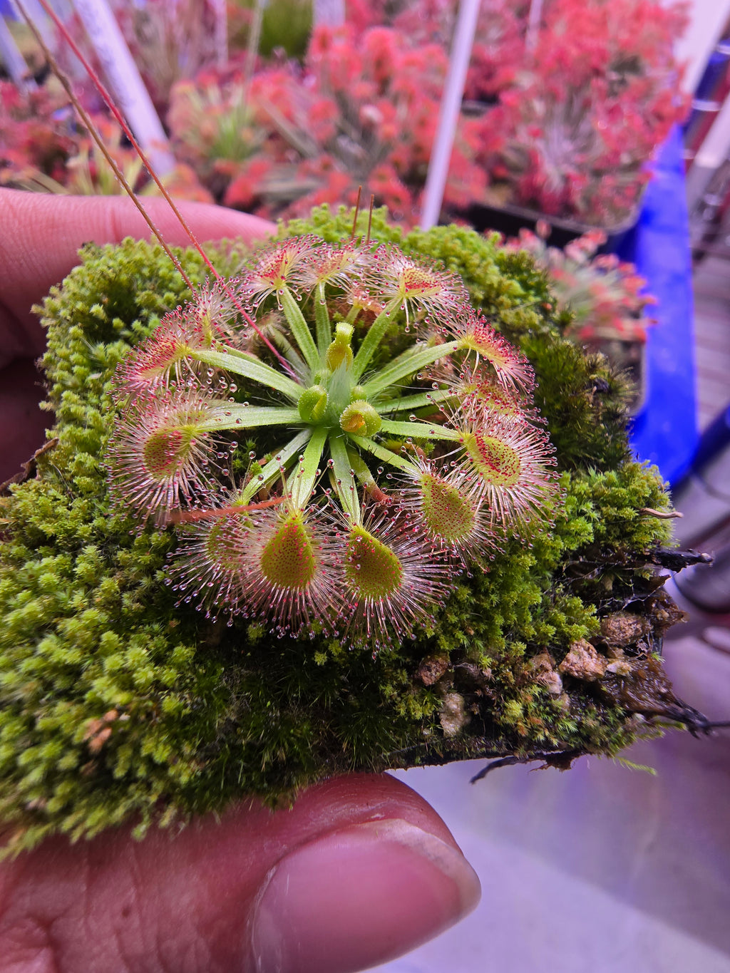 Drosera omissa x pulchella
