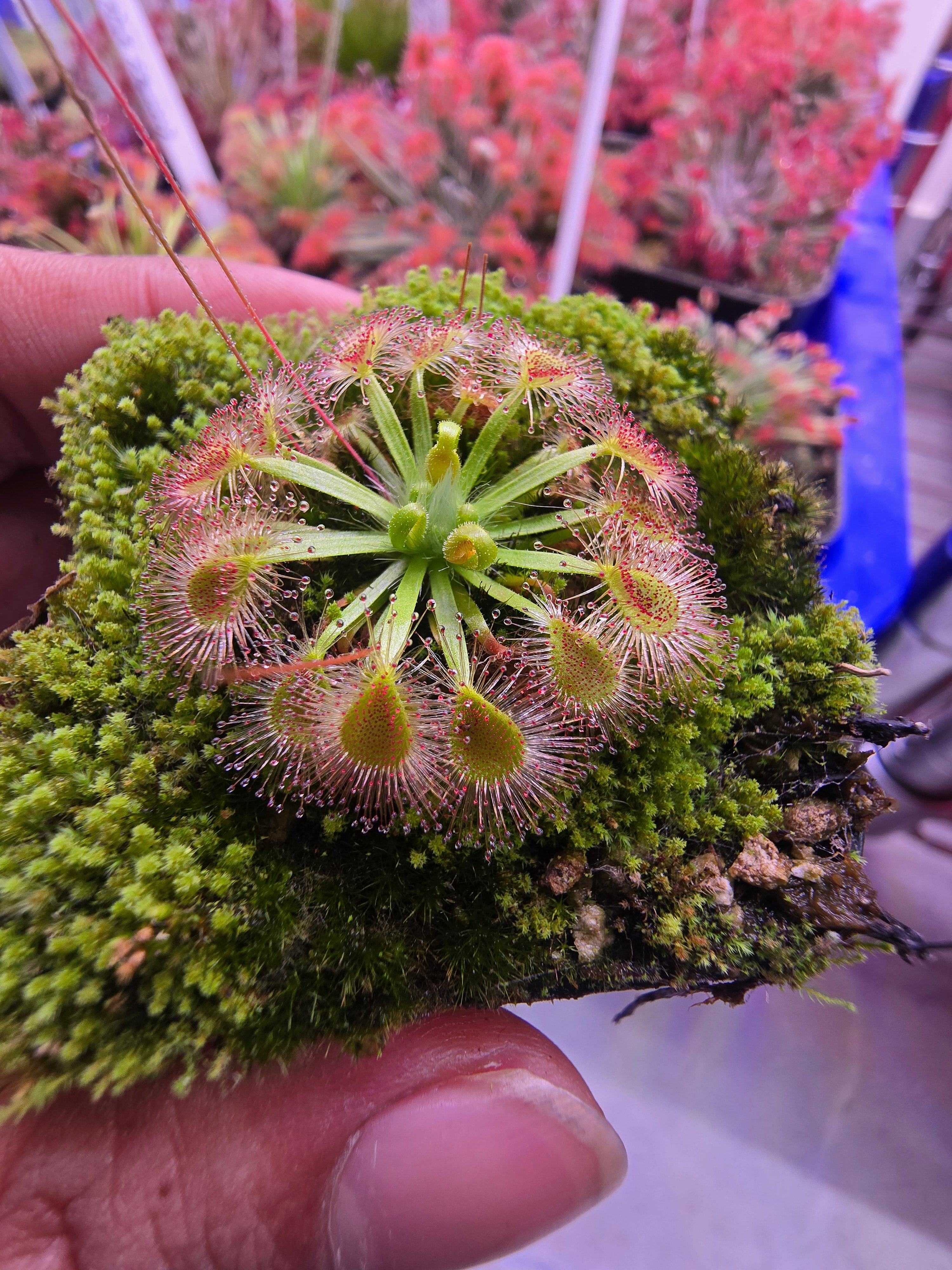 Drosera omissa x pulchella