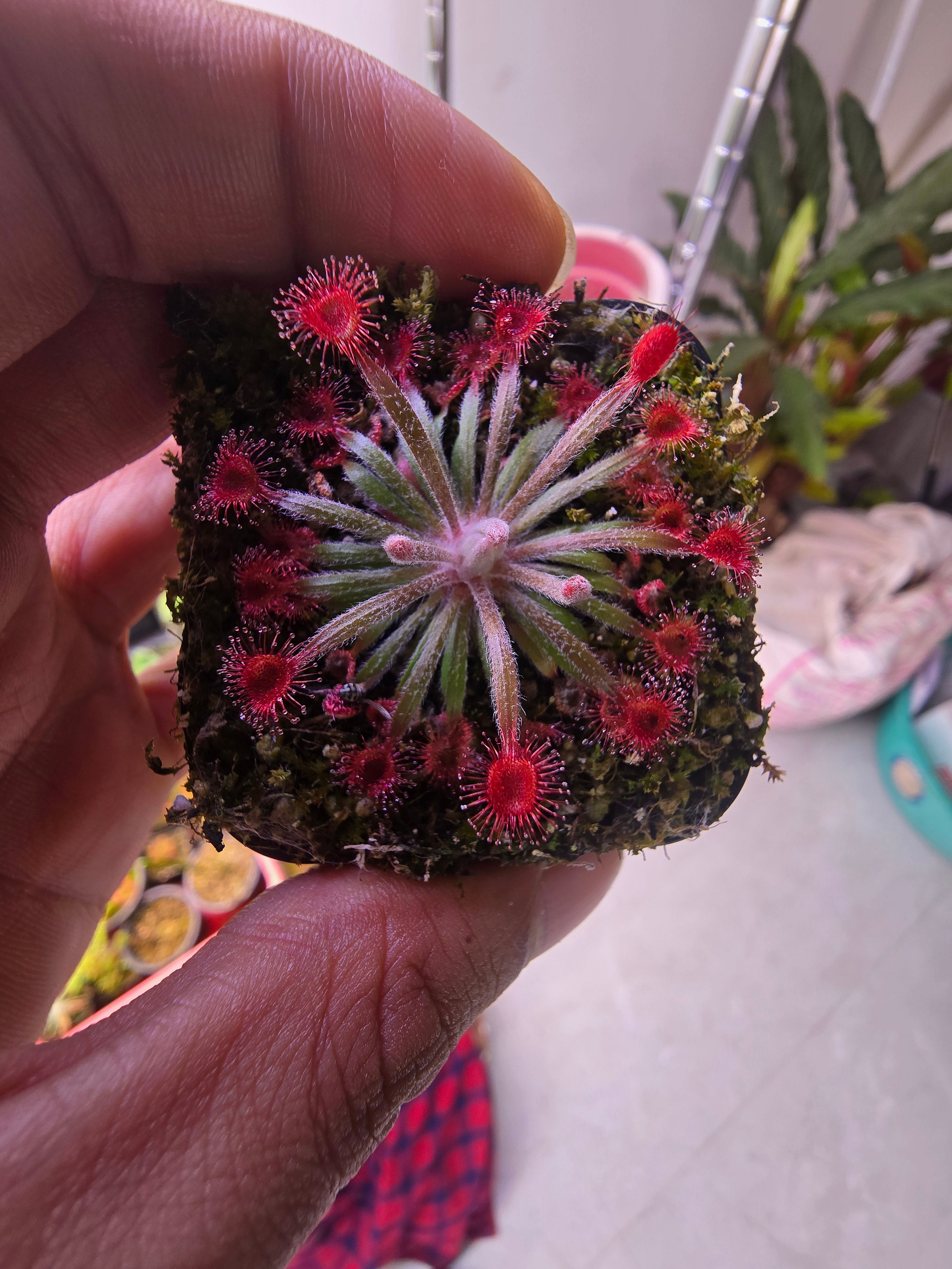 Drosera falconeri x lanata x ordensis clone #2 – The Shaman Valley