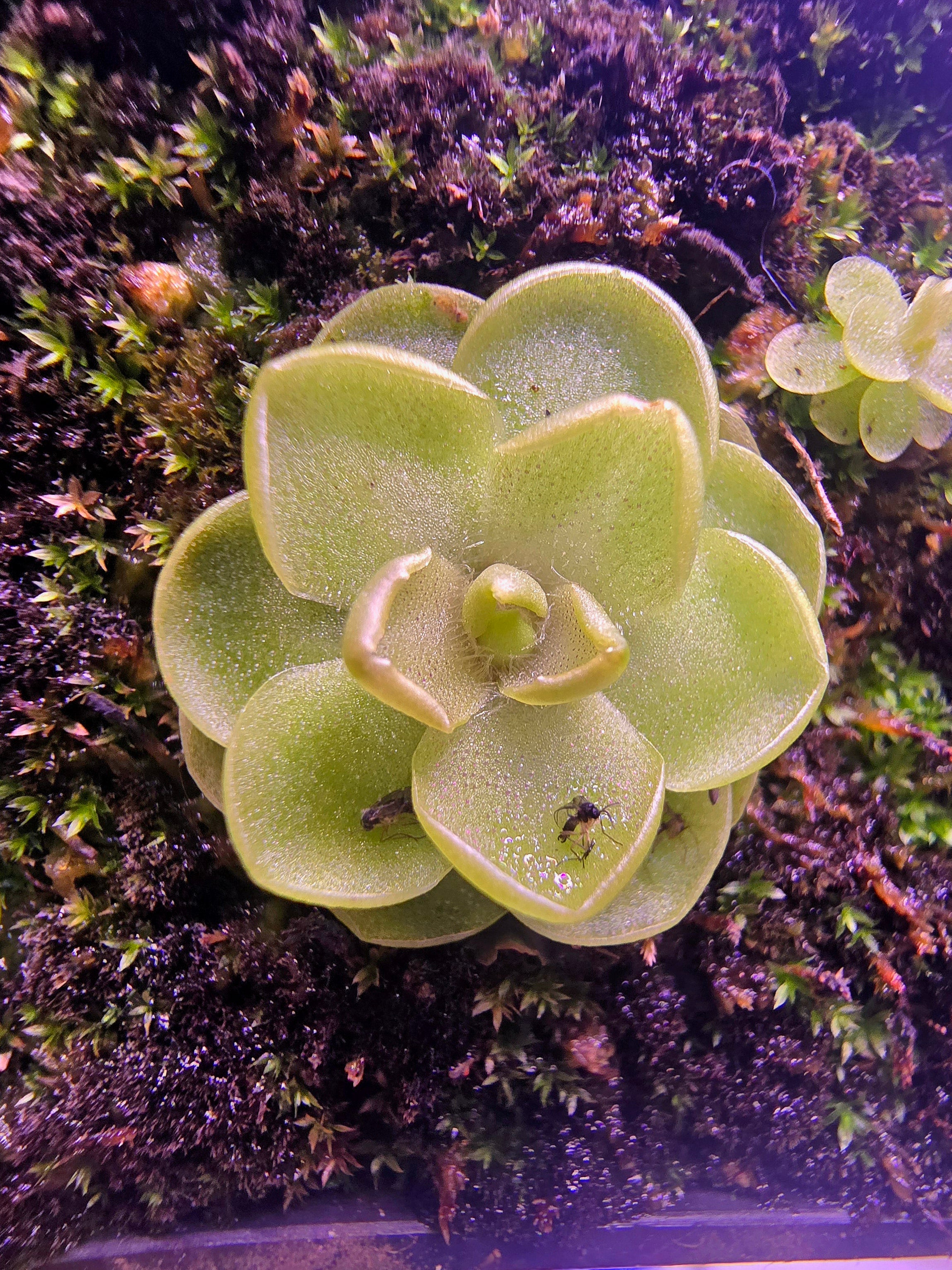 P.emarginata x gracilis
