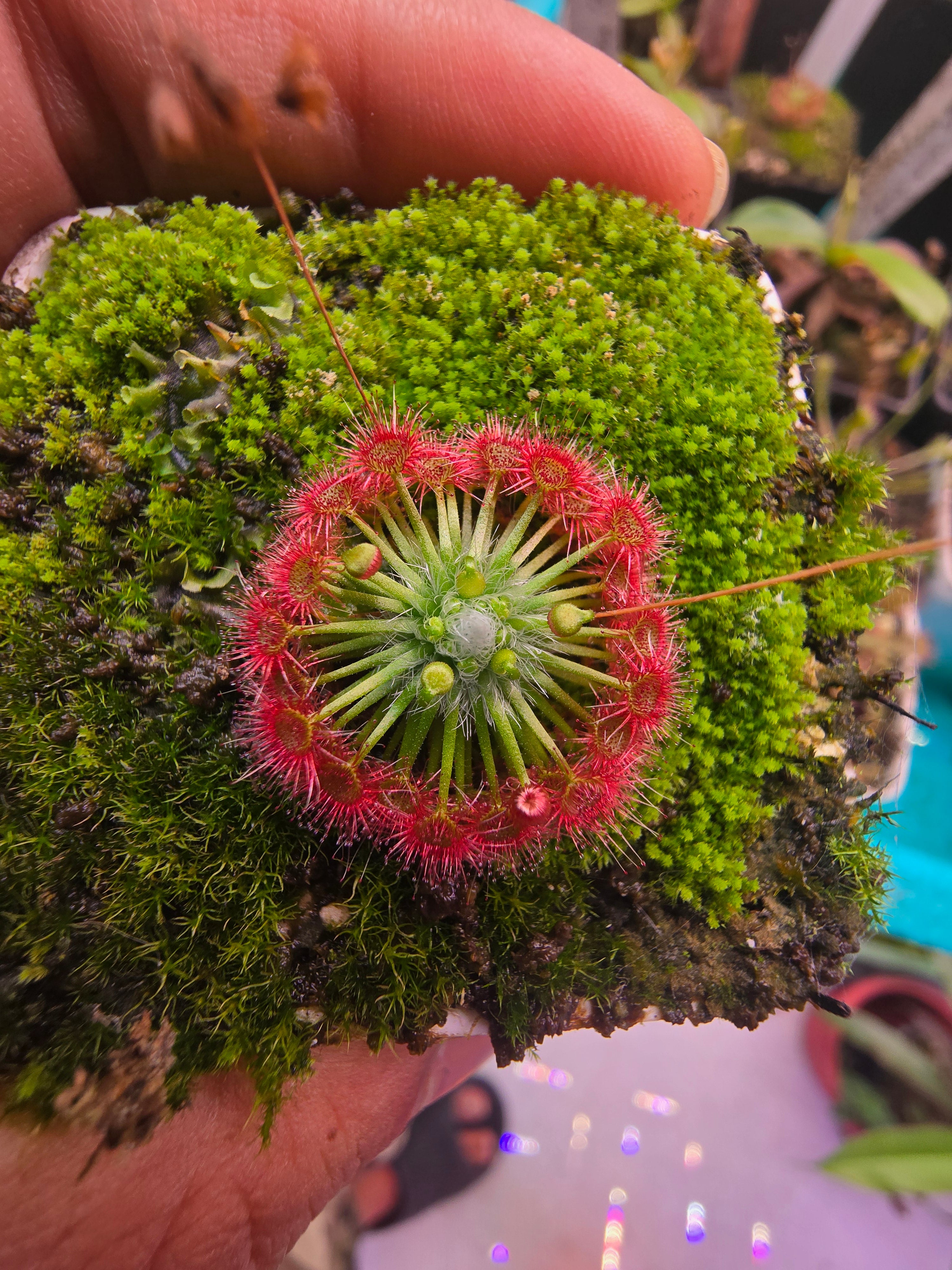 Drosera x carbarup