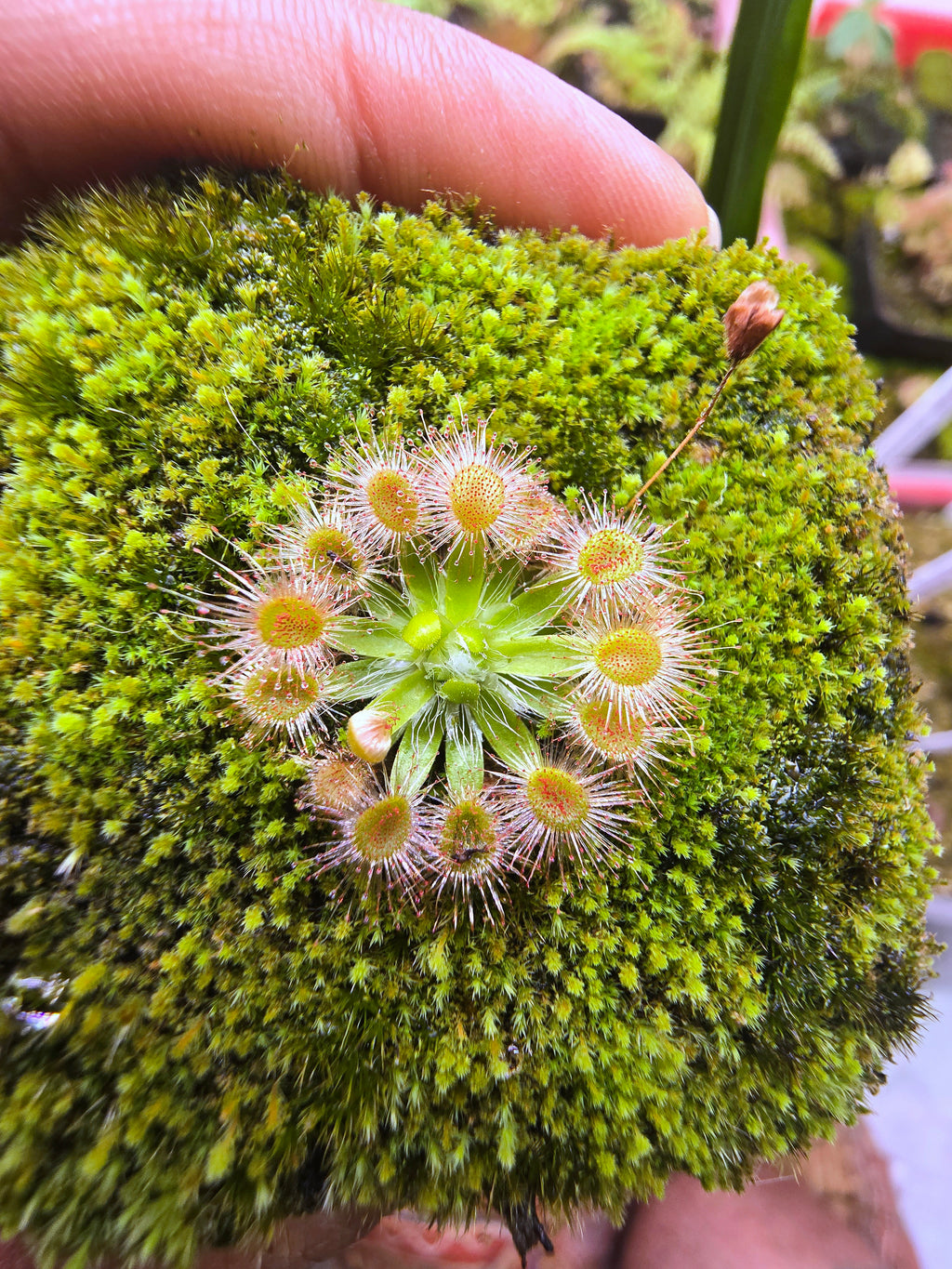 Drosera pulchella 'scott river' (orange flower)