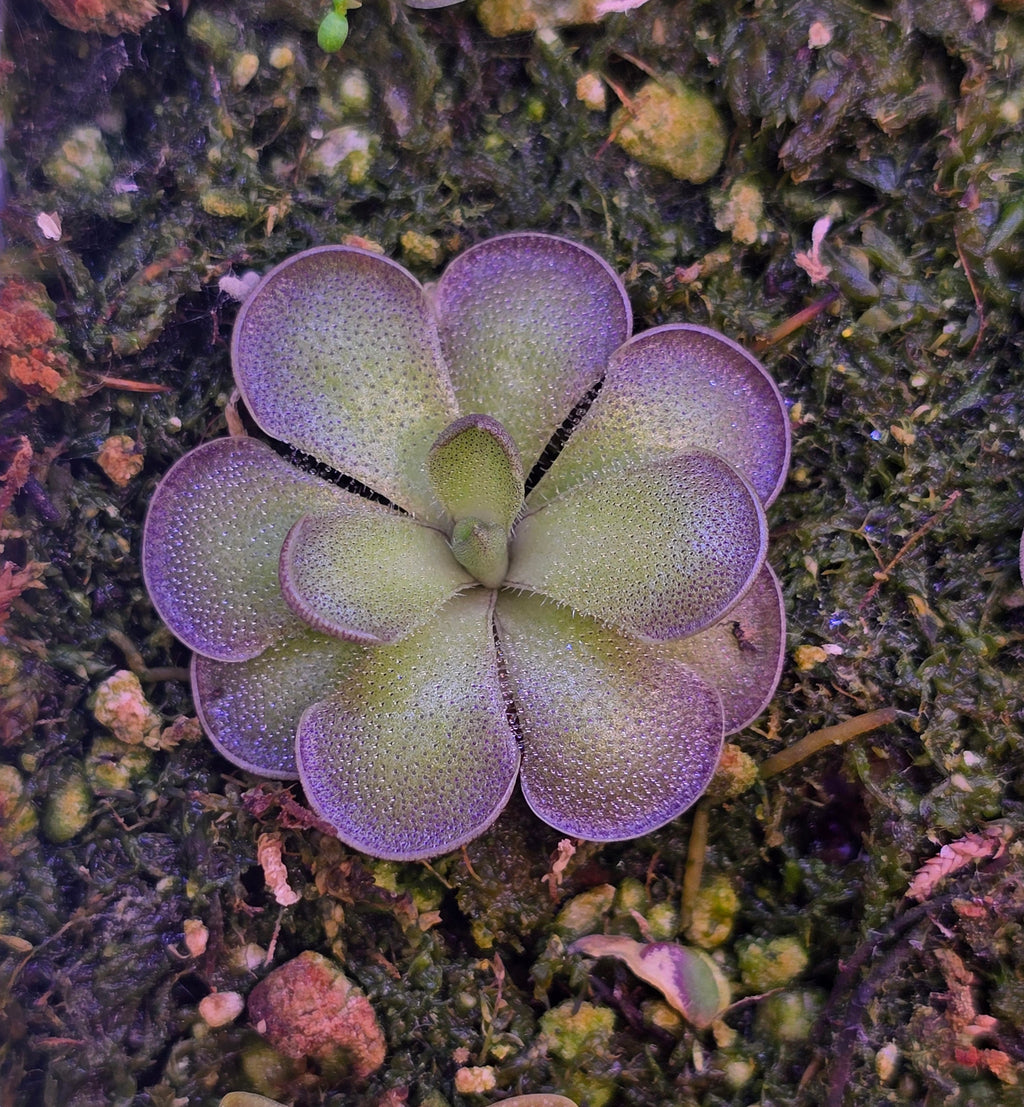 Pinguicula cyclosecta