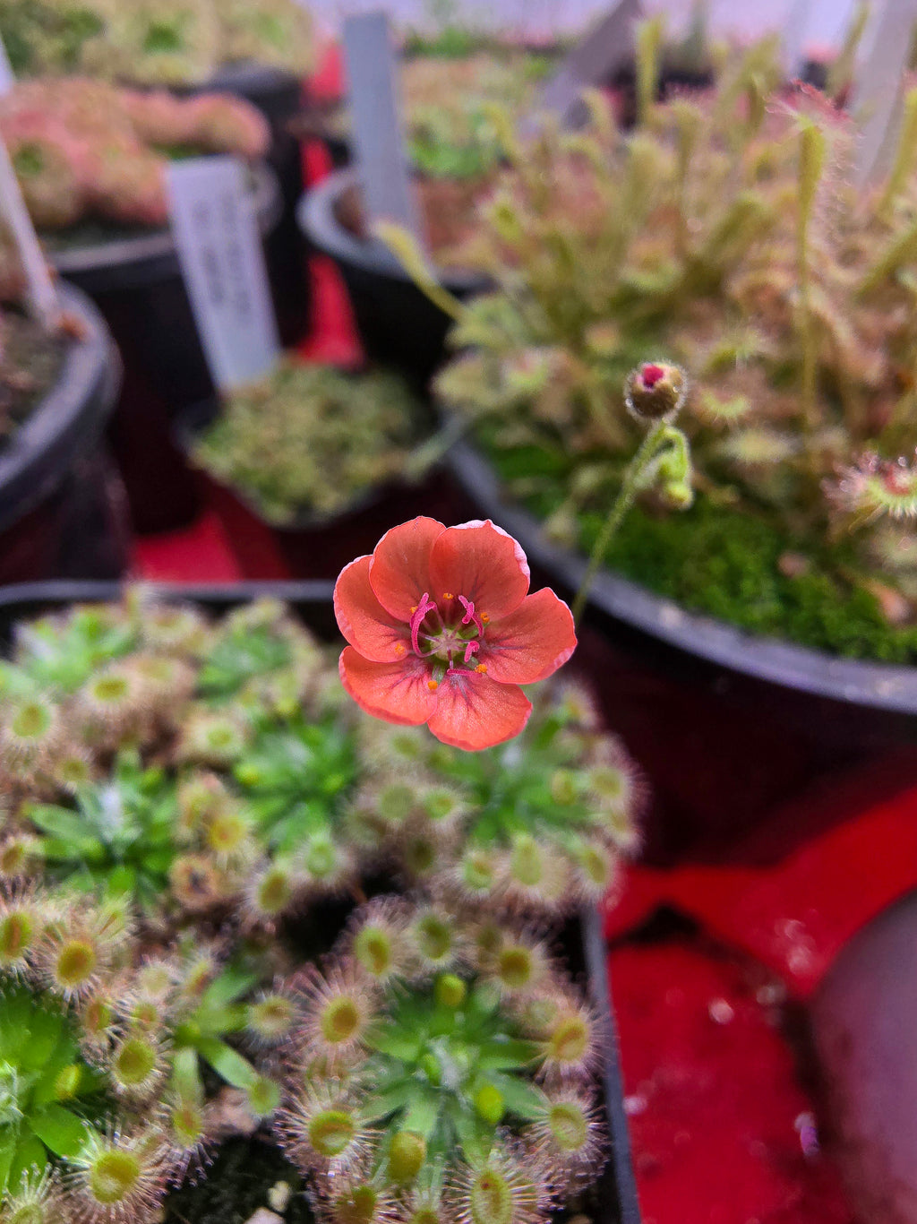 Drosera pulchella 'scott river' (orange flower)