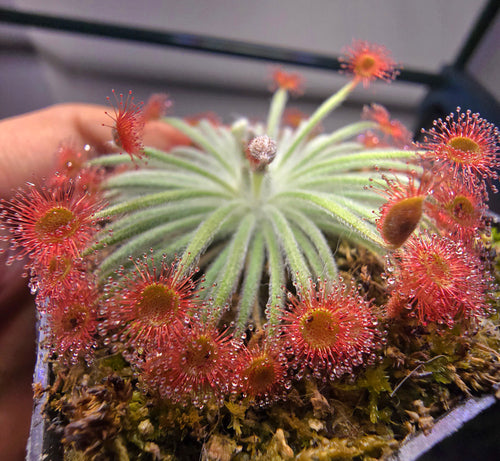 D. derbyensis x falconeri x lanata