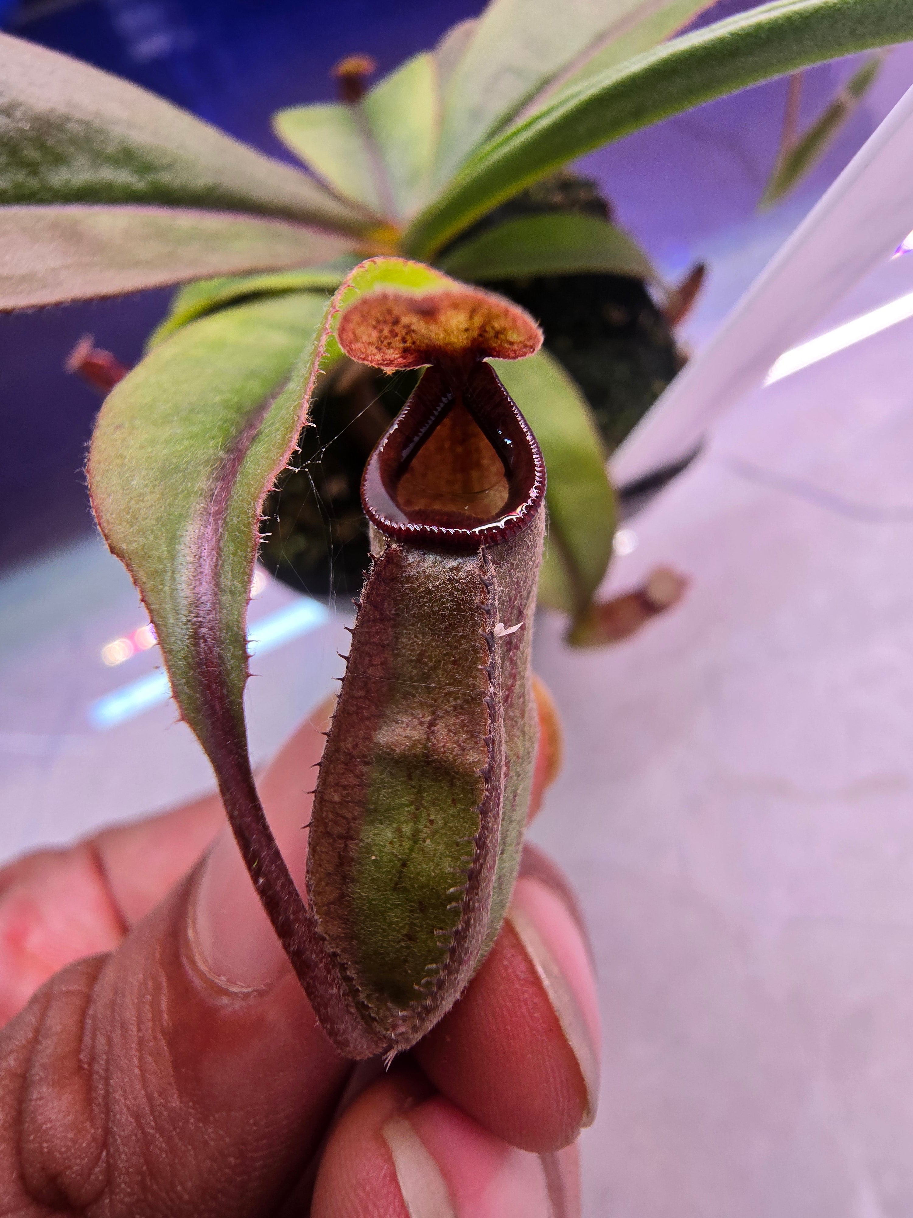 Nepenthes mirabilis x rafflesiana (selected clone)