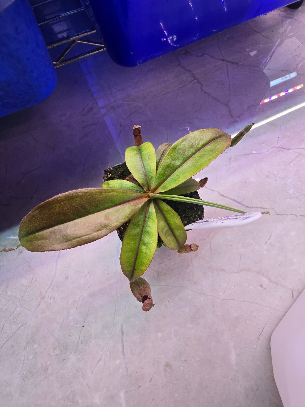 Nepenthes mirabilis x rafflesiana (selected clone)