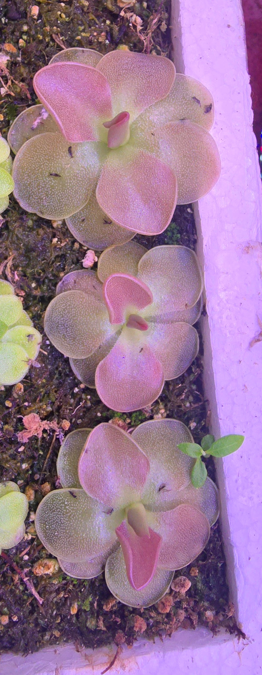 Pinguicula formosa